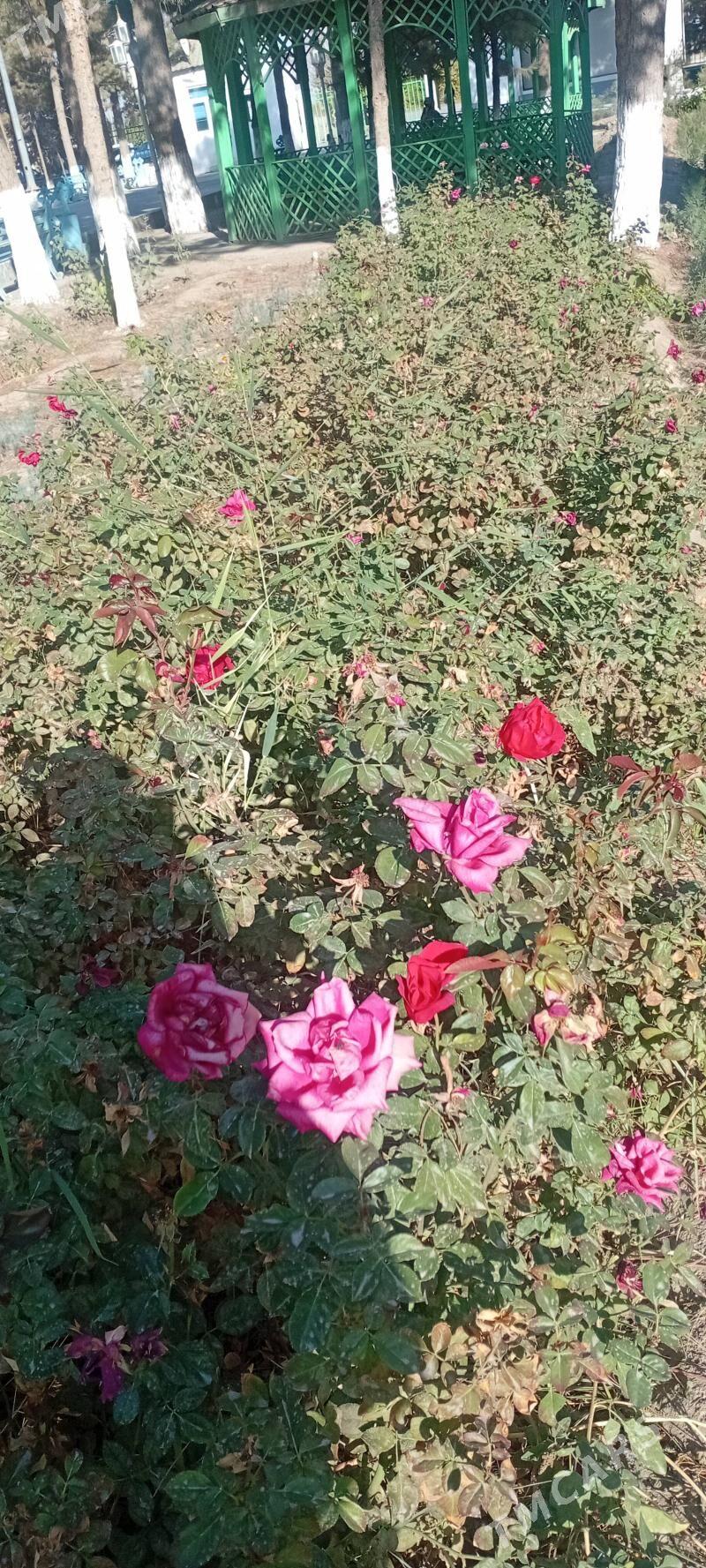 gul - Çärjew - img 2