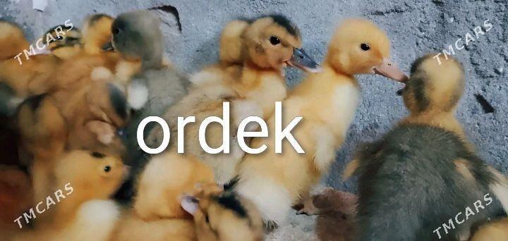 Ordek bar - Türkmenabat - img 1