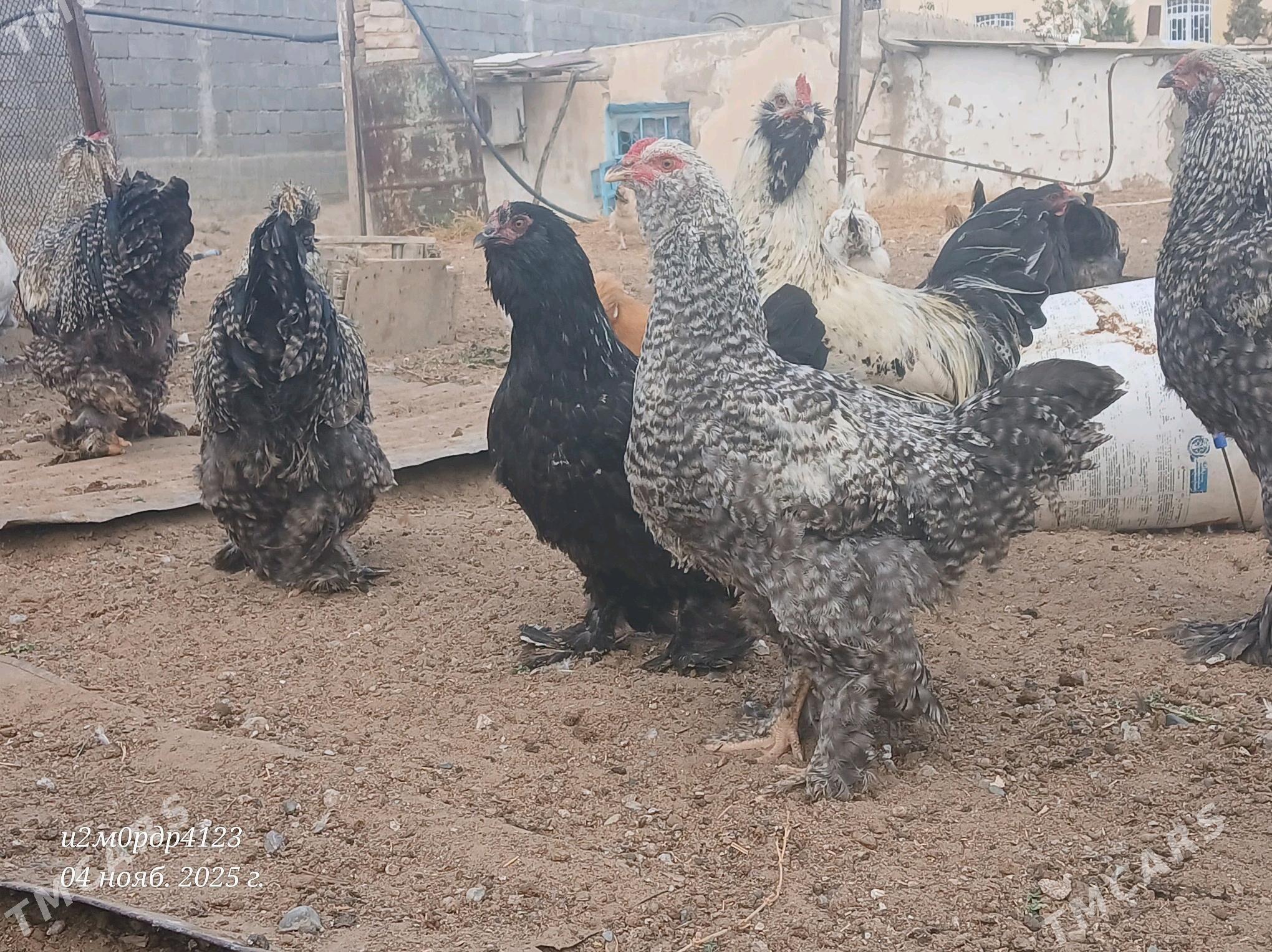 brama towuk horaz - Çoganly - img 1