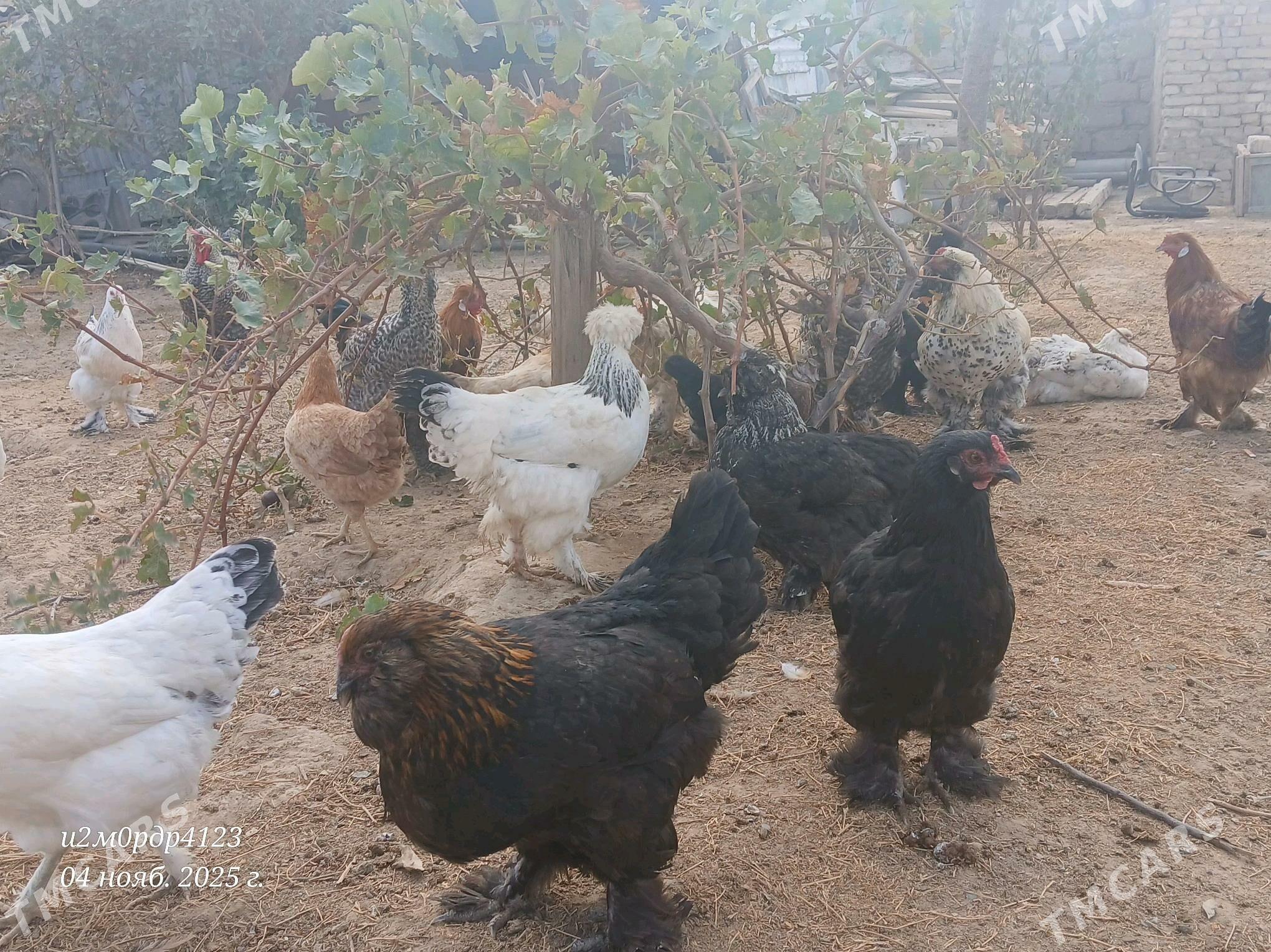 brama towuk horaz - Çoganly - img 4