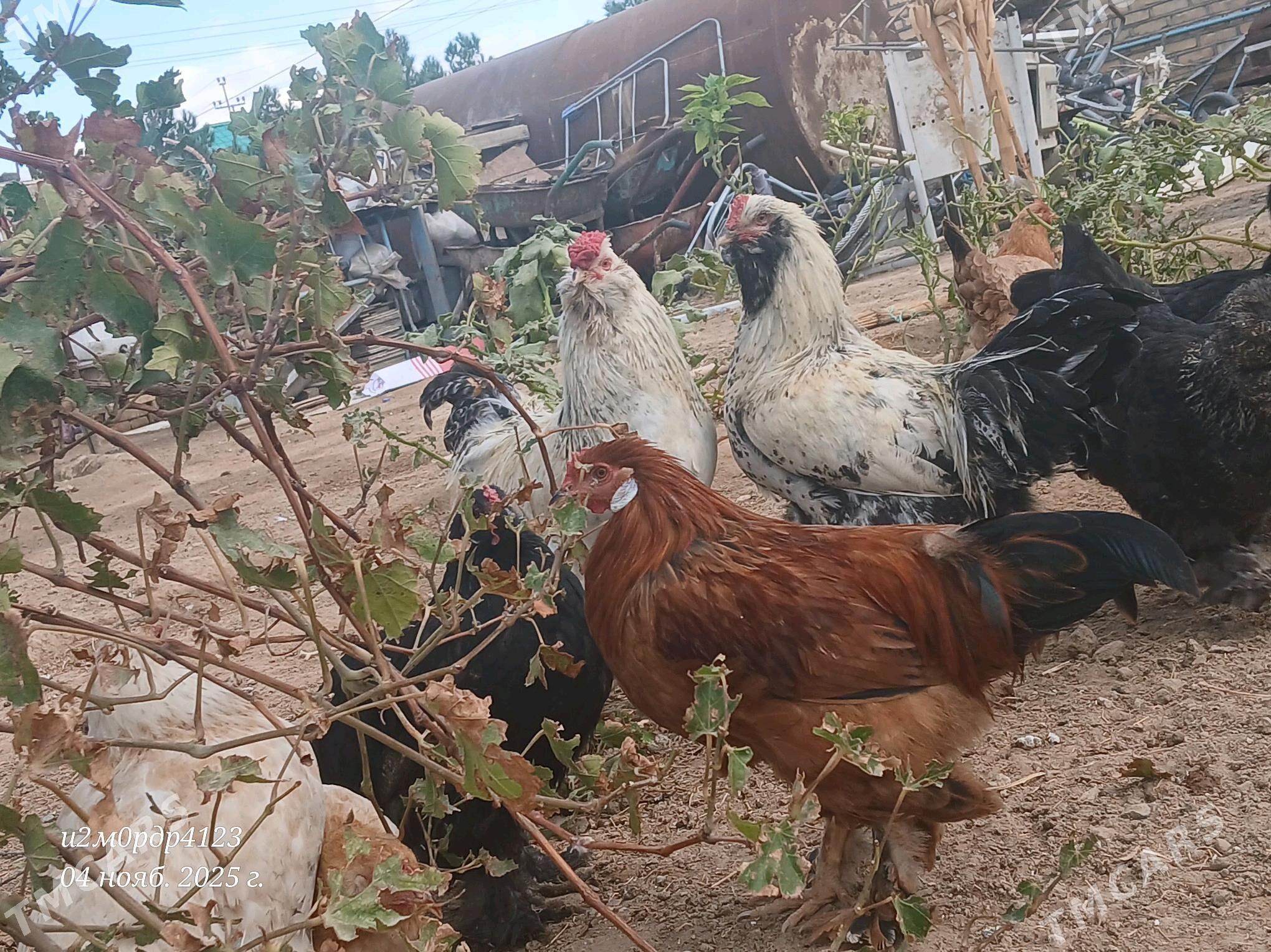 brama towuk horaz - Çoganly - img 3