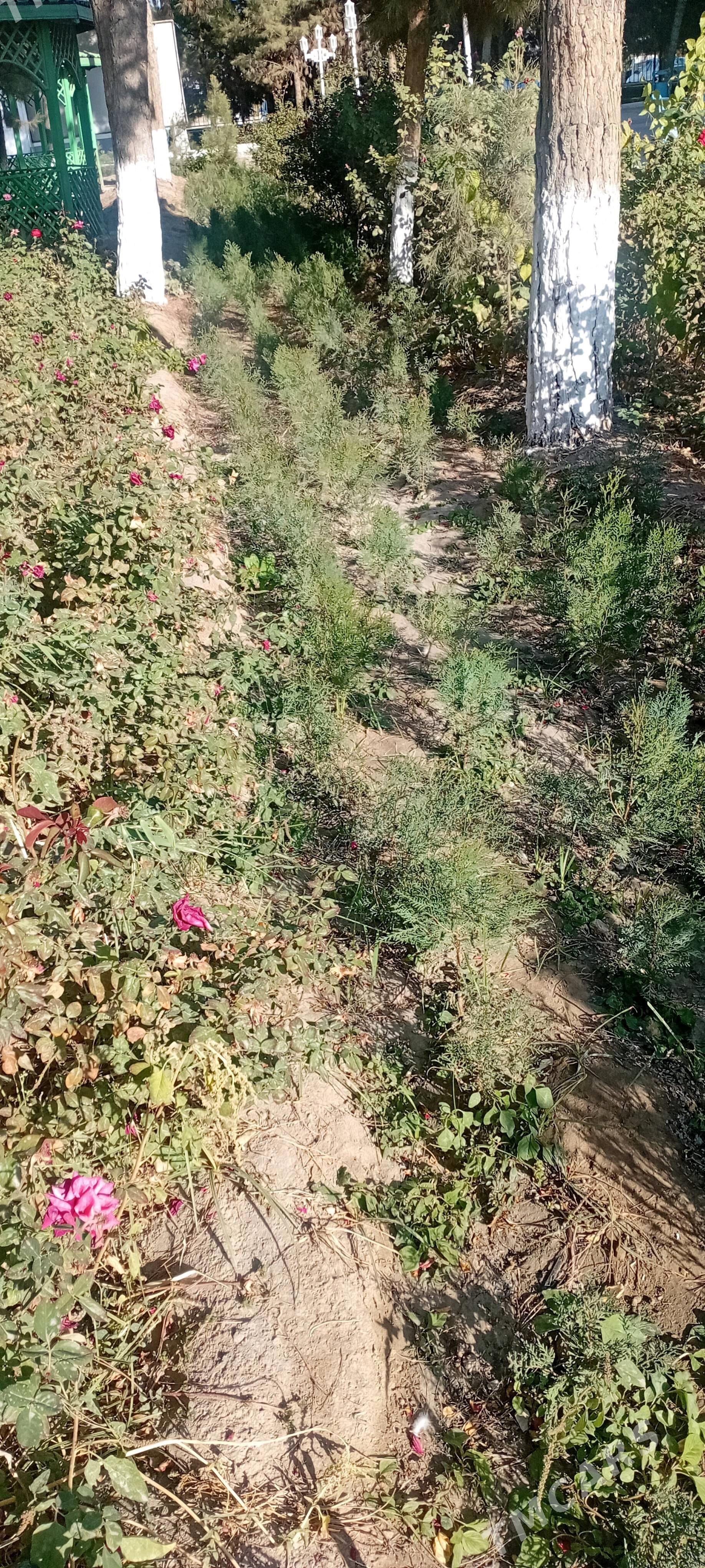 gul - Çärjew - img 4