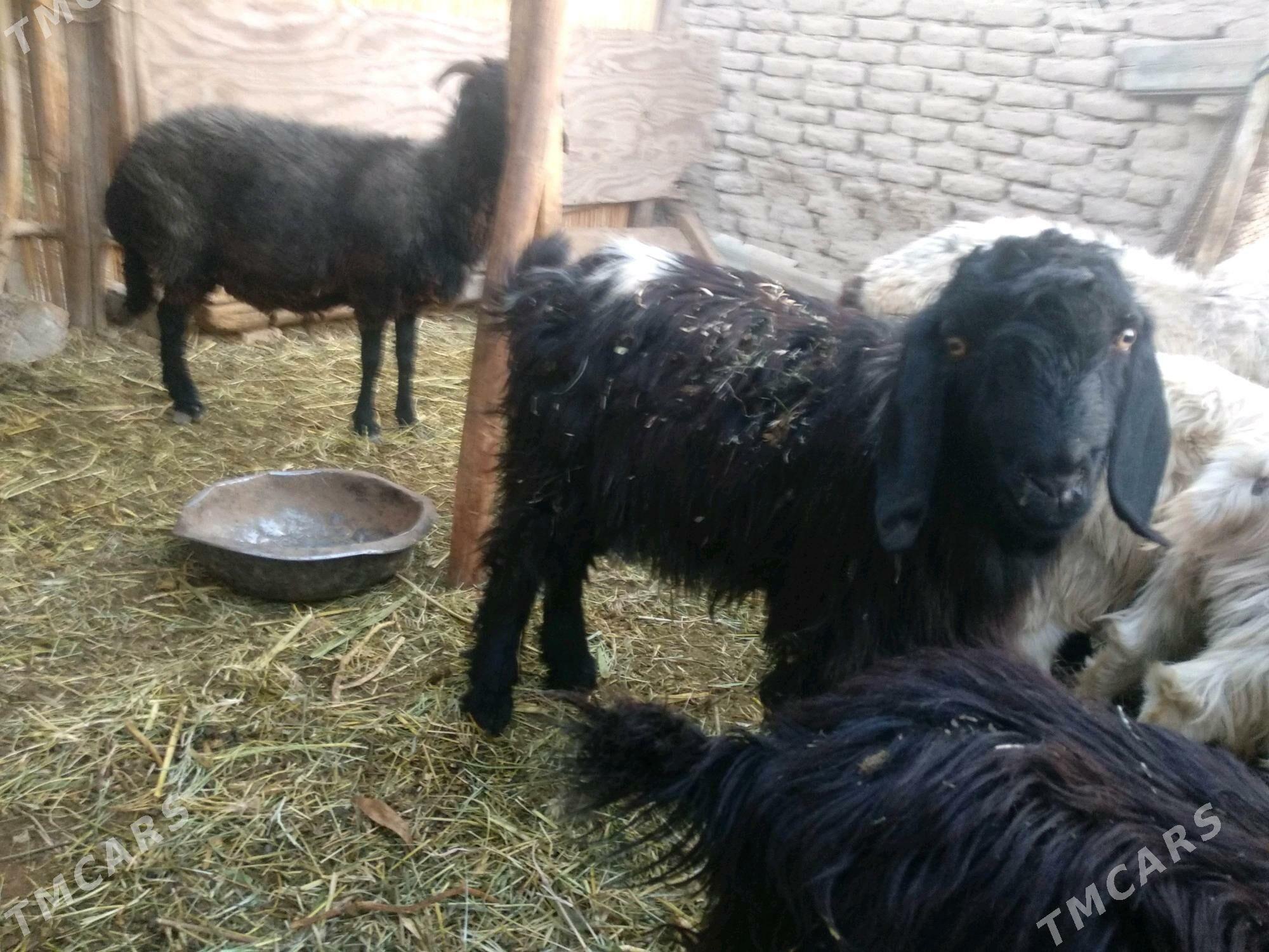 goyun tokly çebis beree - Mary - img 2