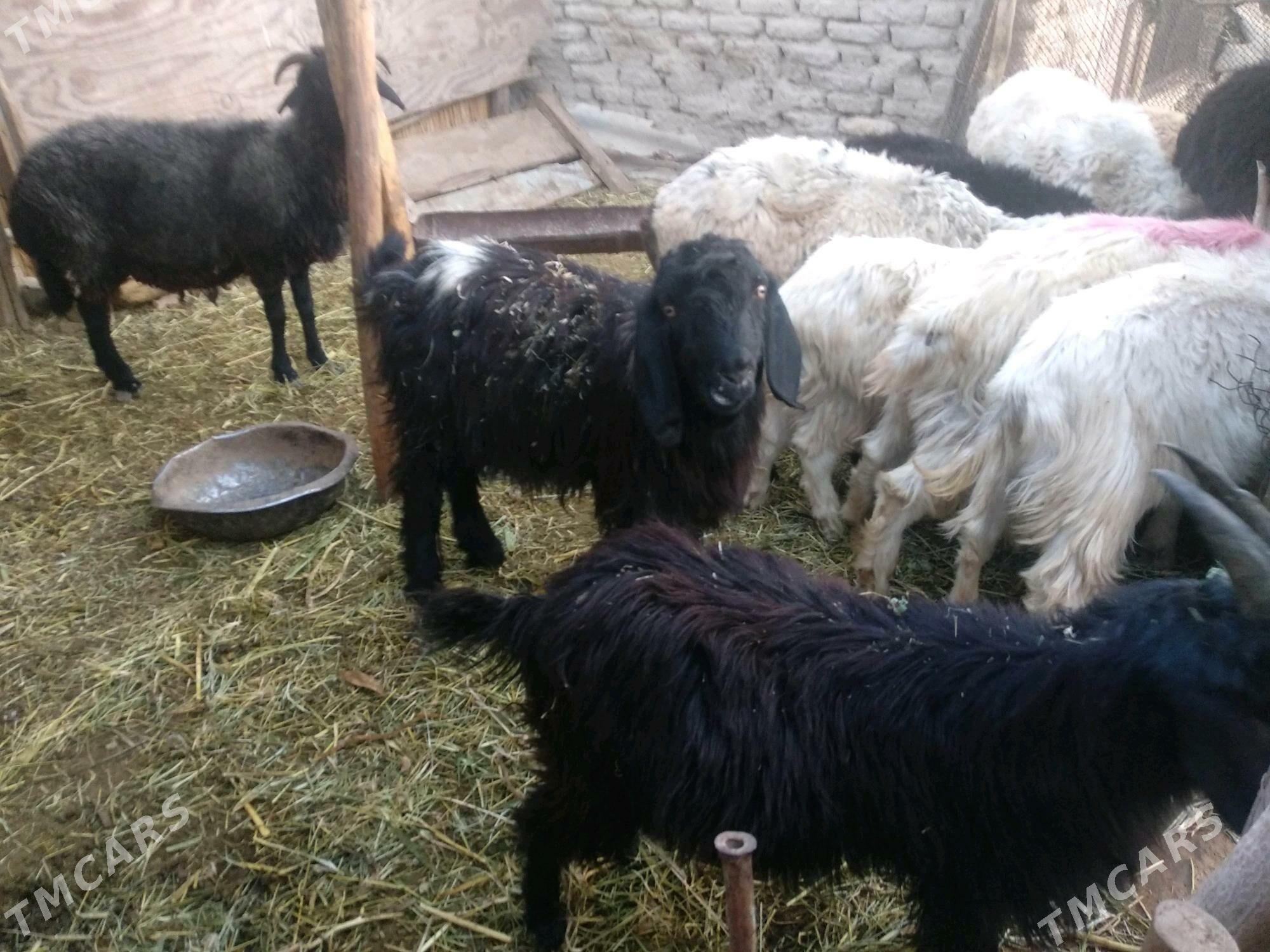 goyun tokly çebis beree - Mary - img 3