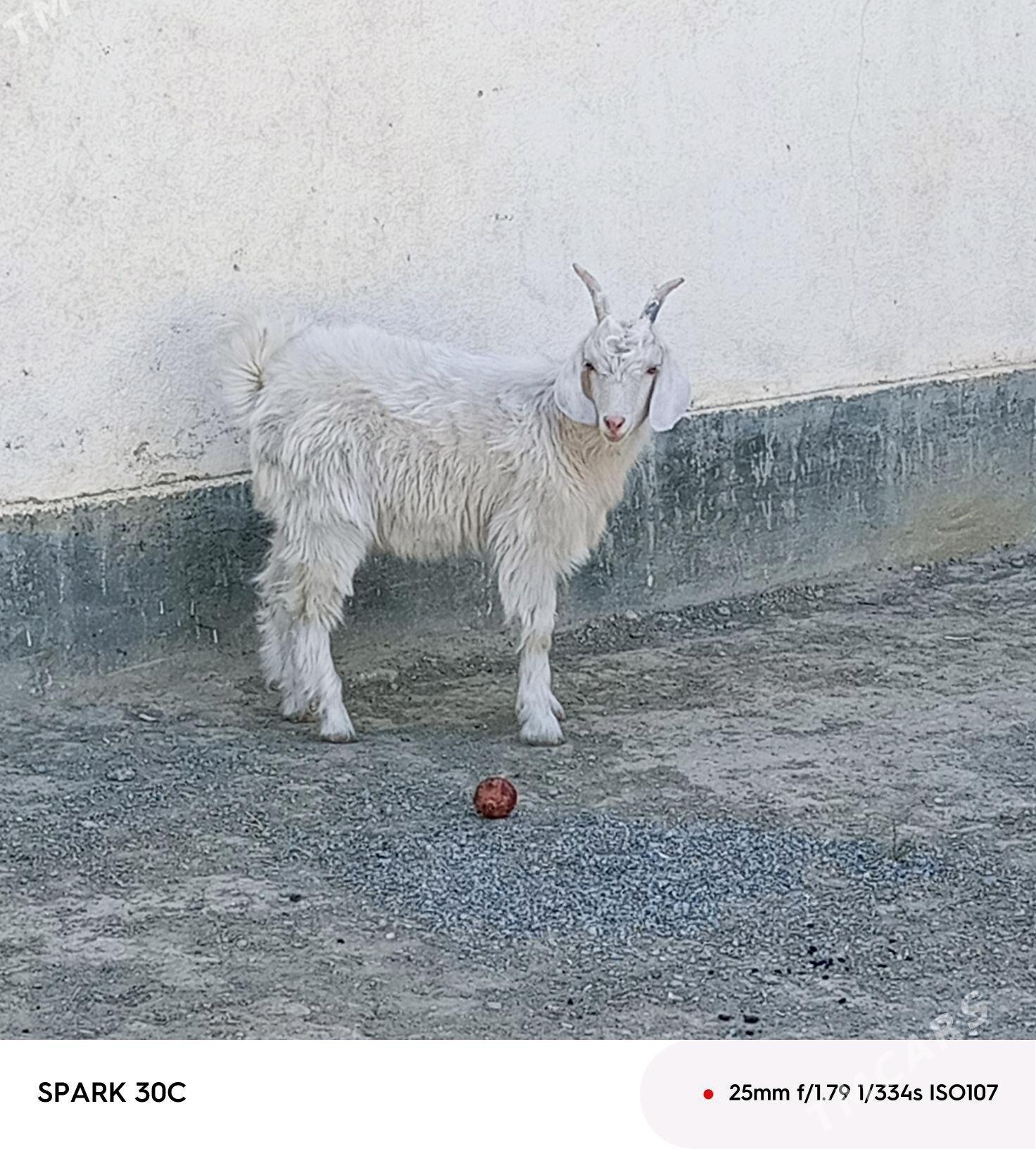 çewiş - Анев - img 3