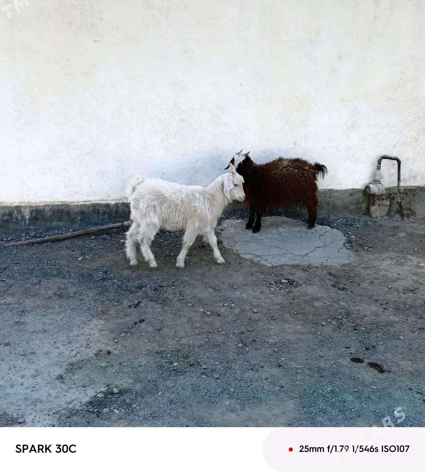 çewiş - Анев - img 2