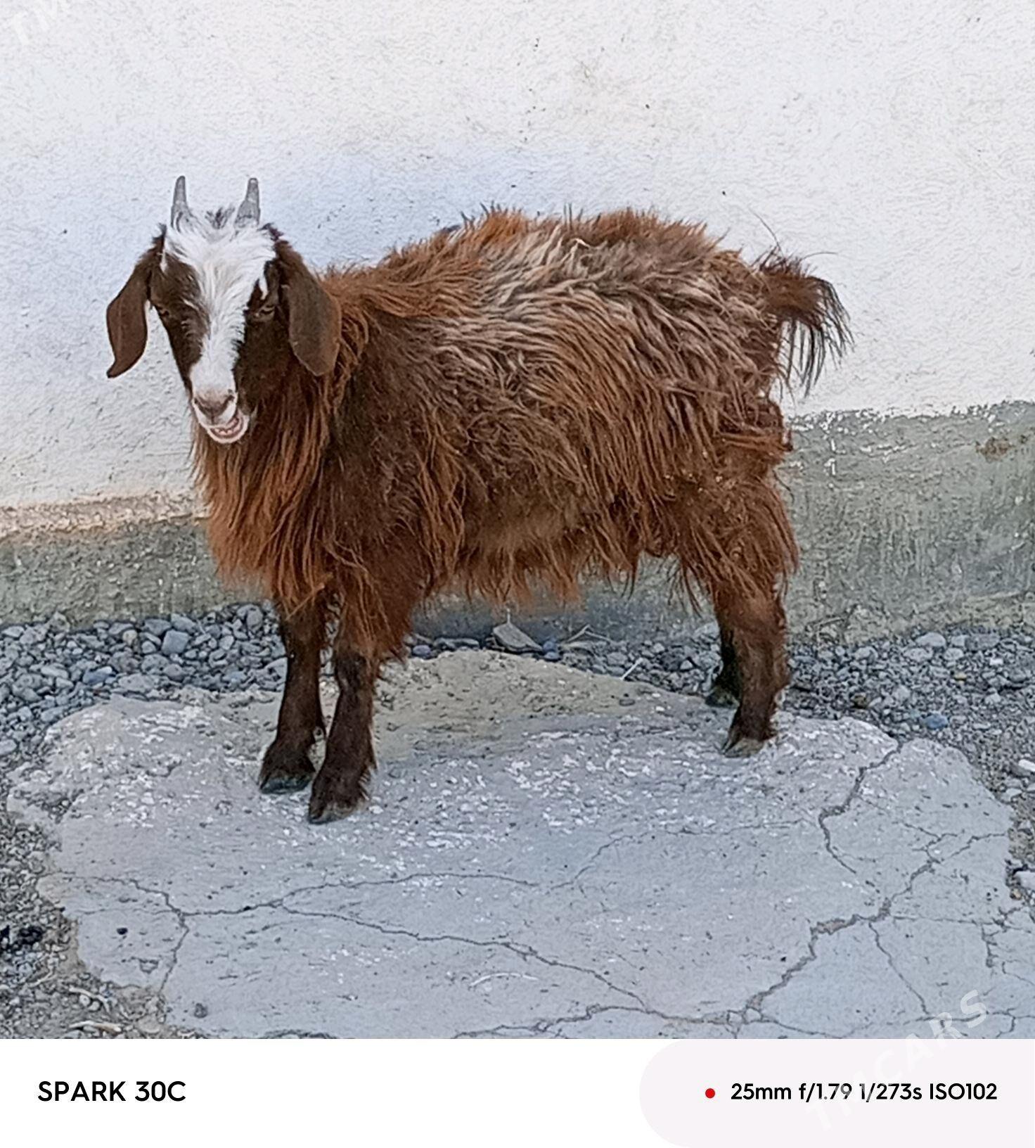 çewiş - Анев - img 4