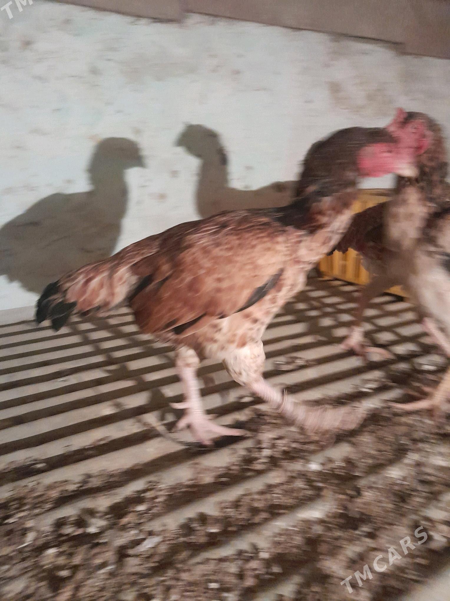 maki - Балканабат - img 2