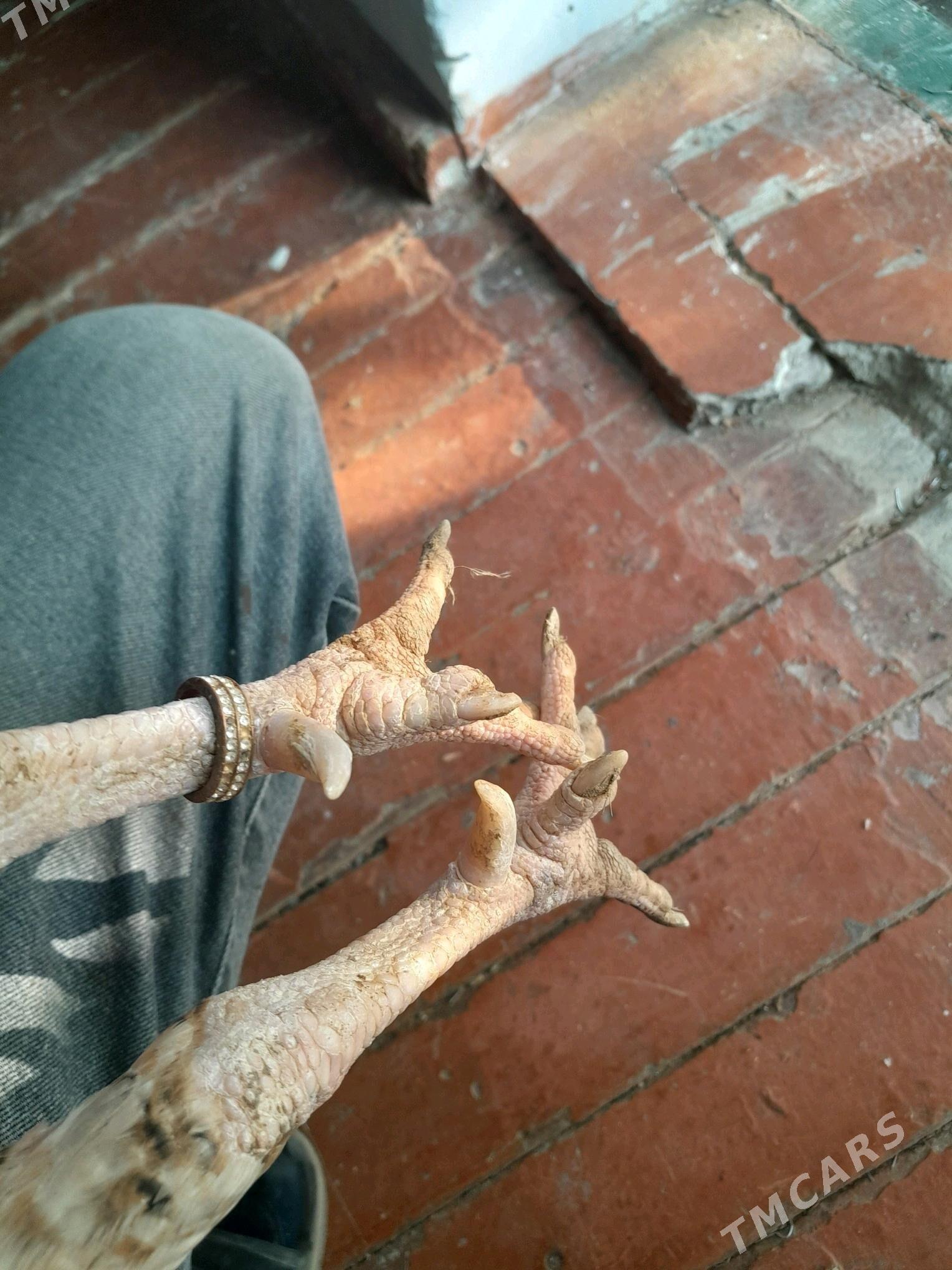 maki - Балканабат - img 5