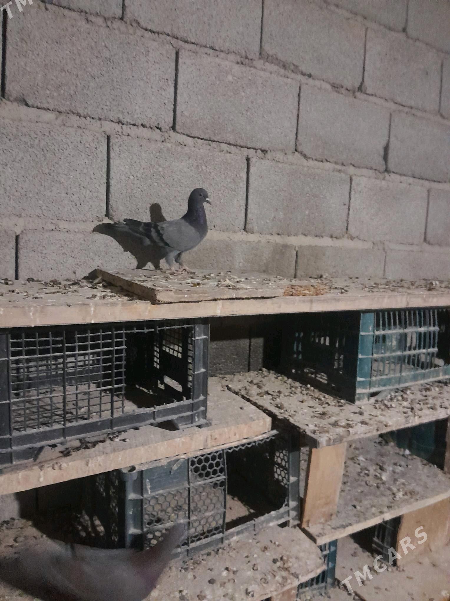 kepderi - Gyzylarbat - img 2