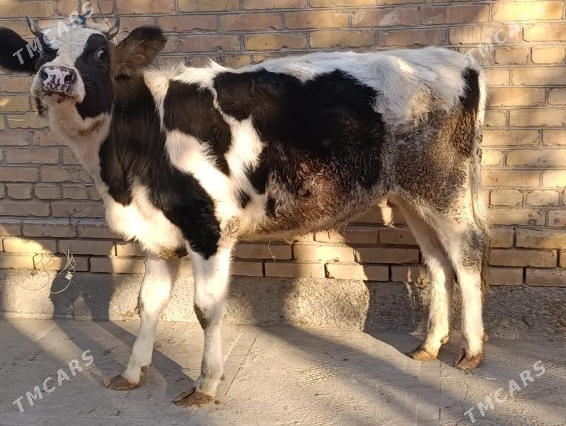 , unajyn we okuz - Türkmenabat - img 2