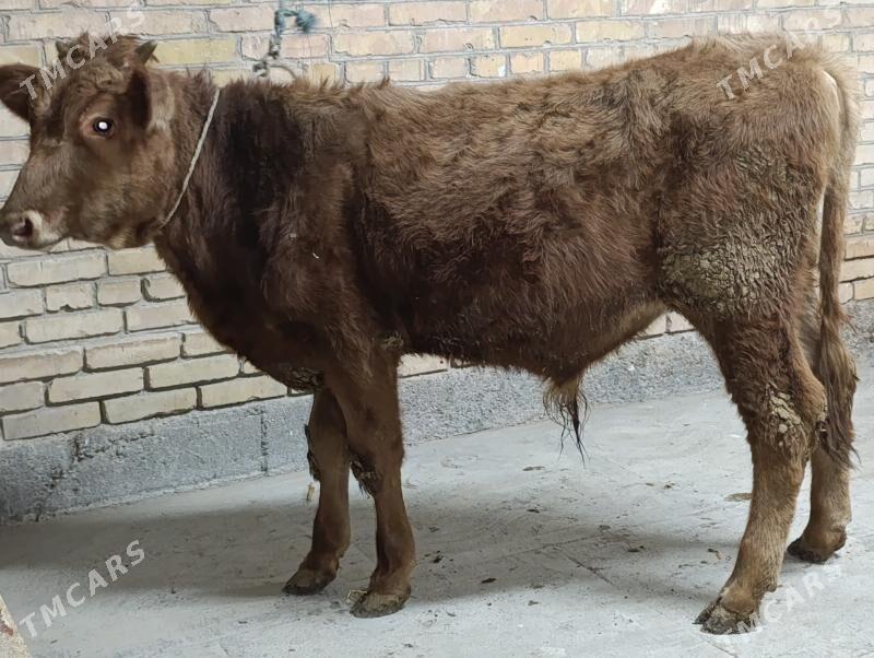 , unajyn we okuz - Türkmenabat - img 6