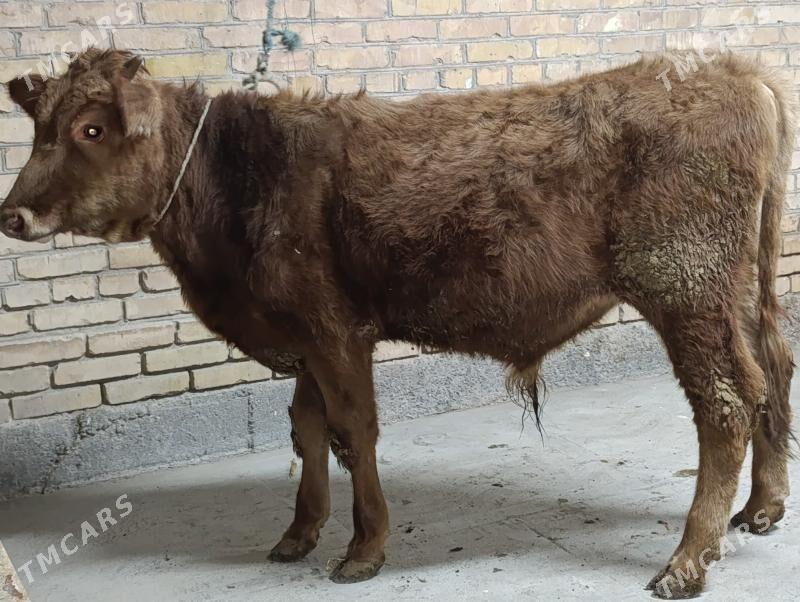 , unajyn we okuz - Türkmenabat - img 7