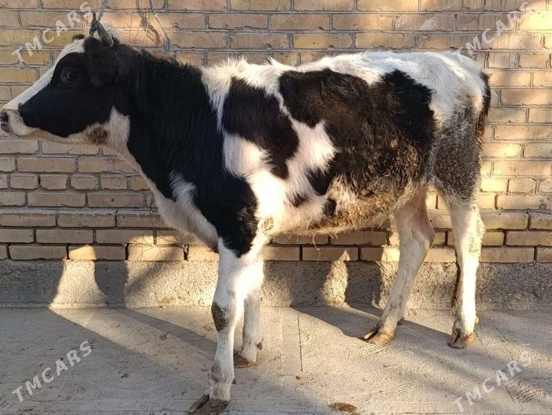 , unajyn we okuz - Türkmenabat - img 4