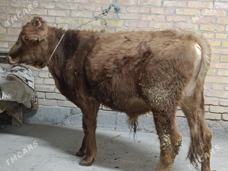 , unajyn we okuz - Türkmenabat - img 5