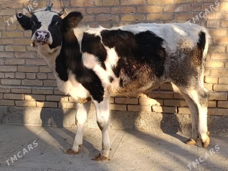 , unajyn we okuz - Türkmenabat - img 1