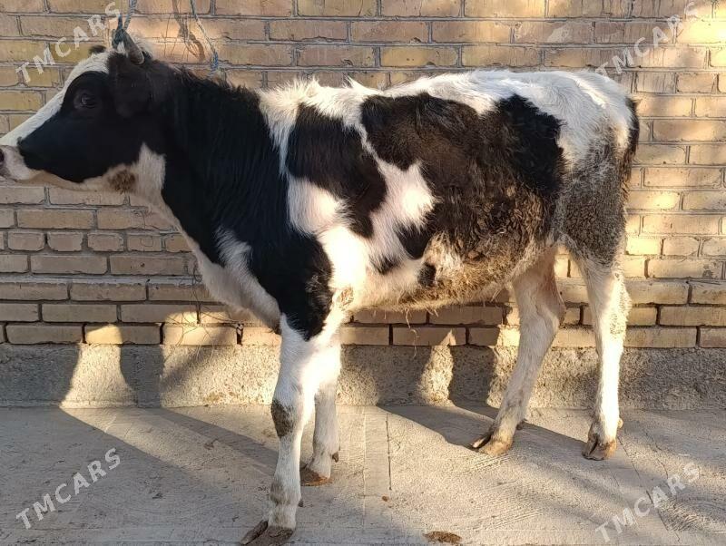 , unajyn we okuz - Türkmenabat - img 3