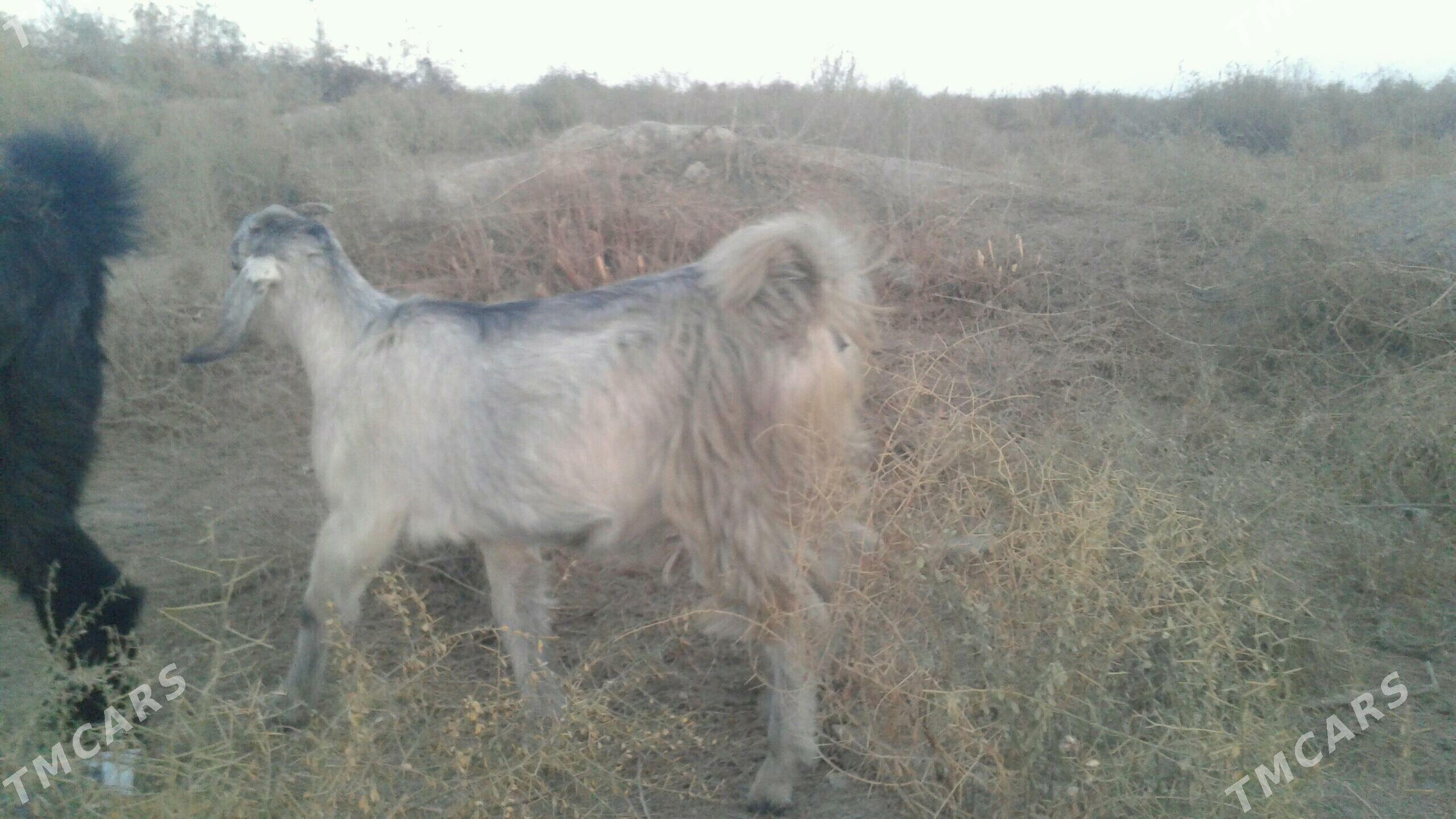 Пакистан метис овлак - Kerki - img 3