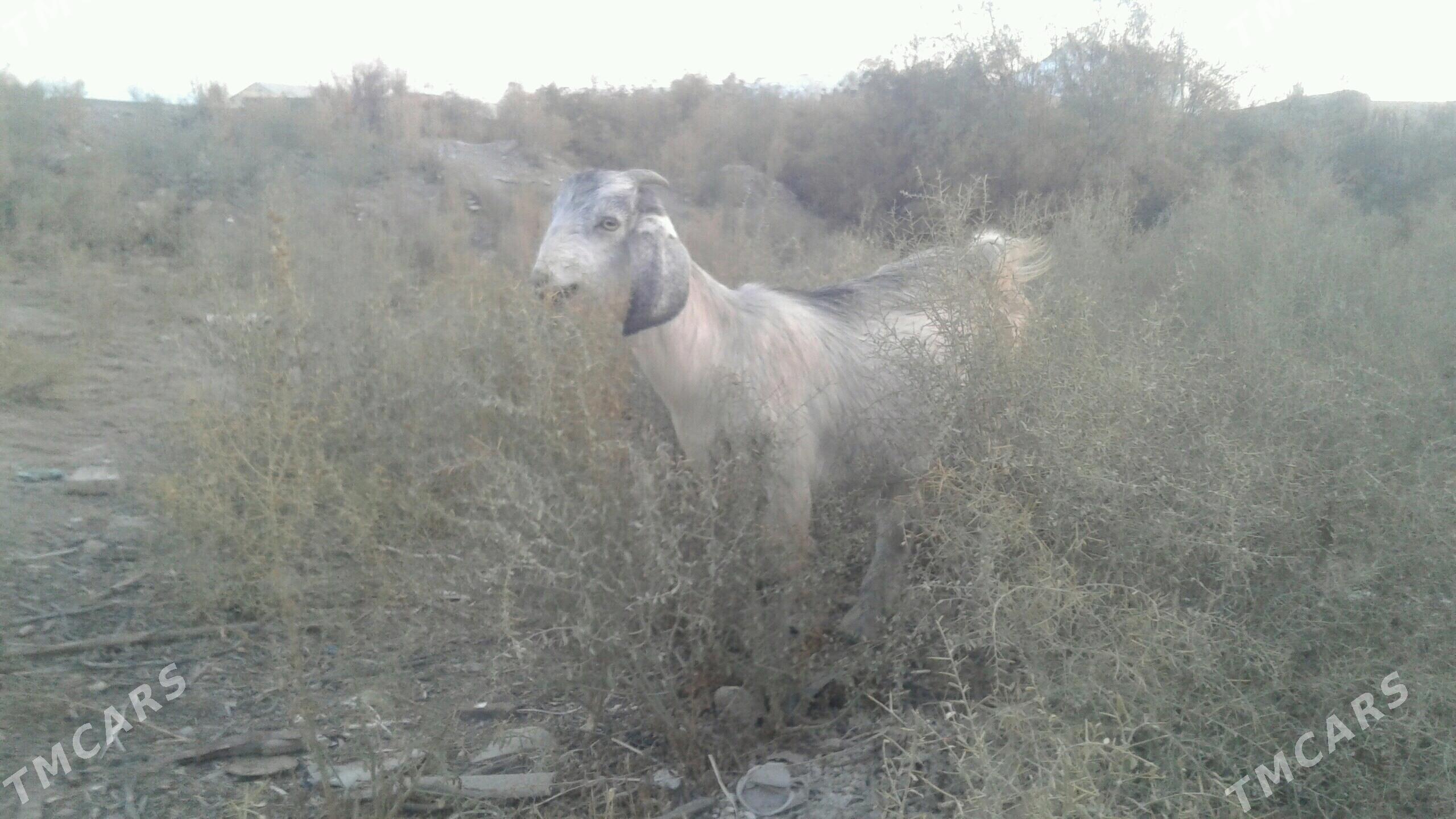 Пакистан метис овлак - Kerki - img 6