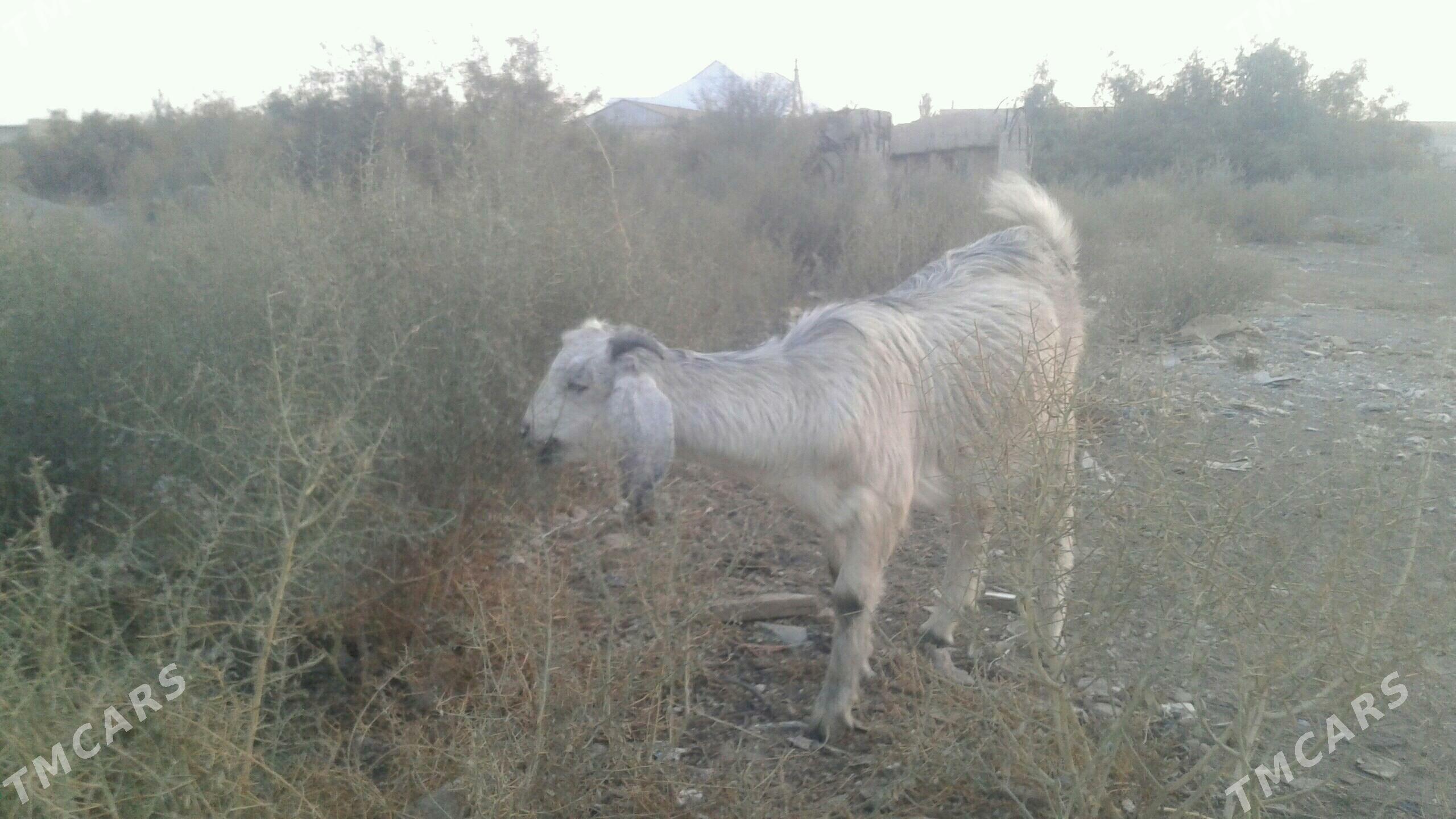 Пакистан метис овлак - Kerki - img 7