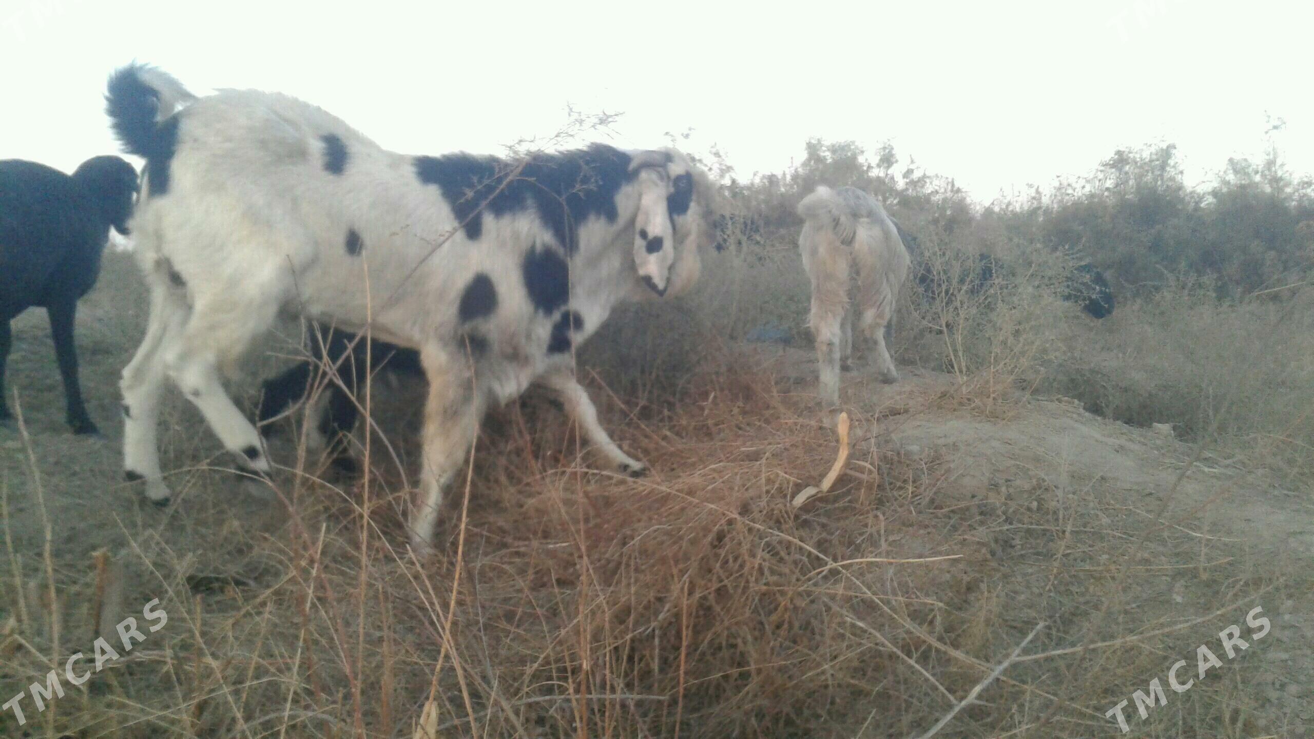 Пакистан метис овлак - Kerki - img 1