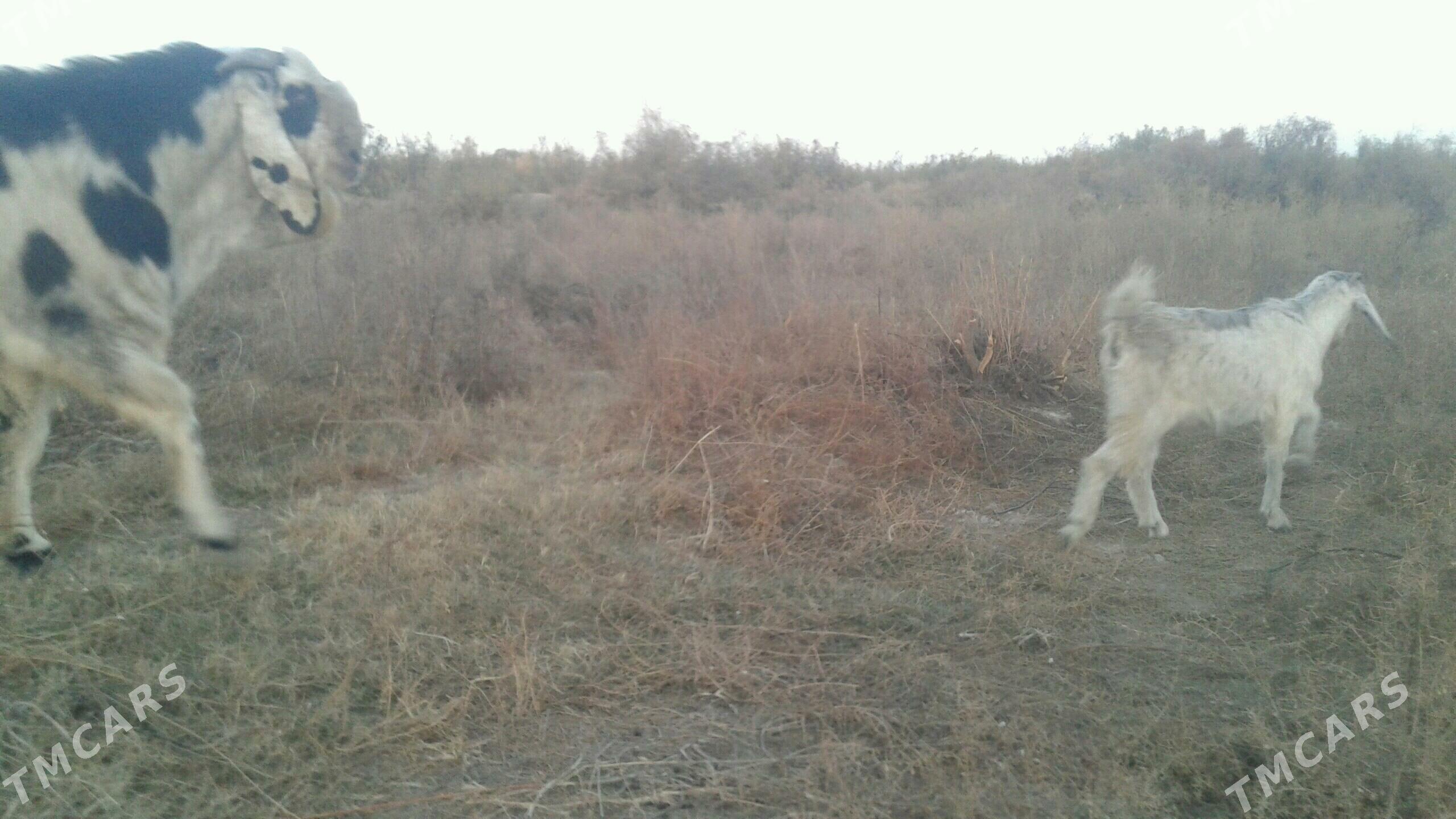 Пакистан метис овлак - Kerki - img 2