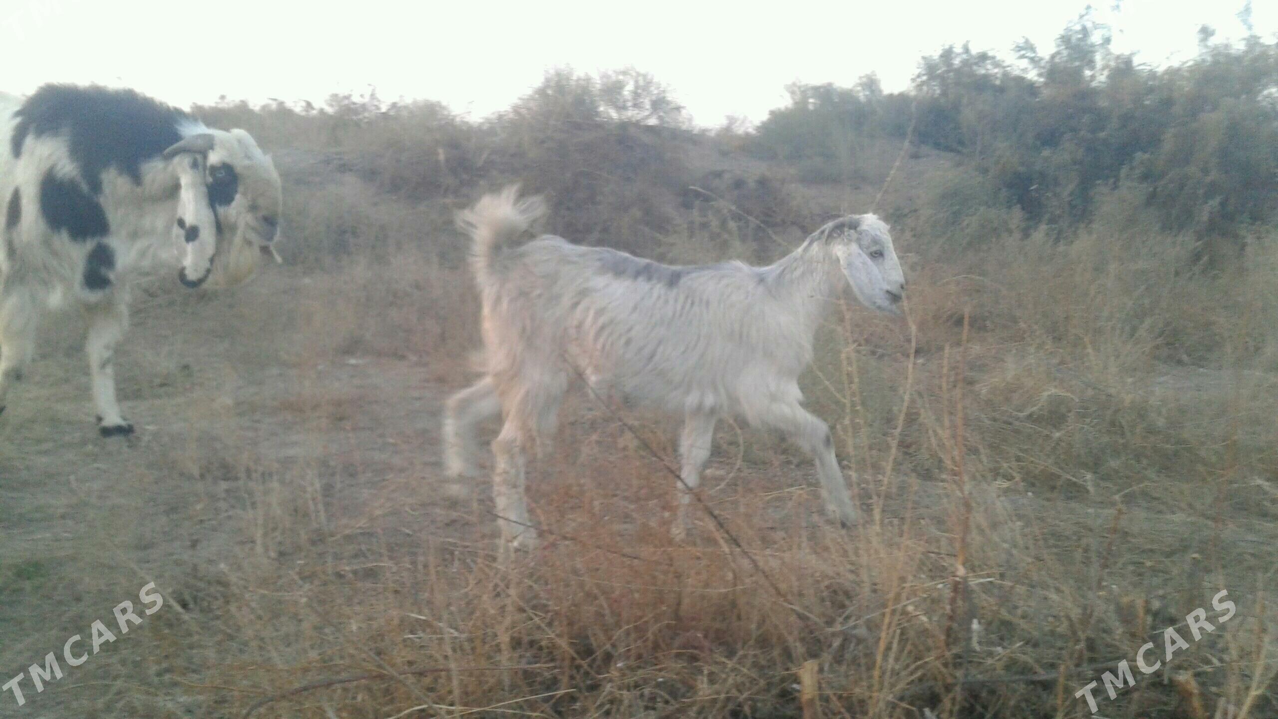 Пакистан метис овлак - Kerki - img 4