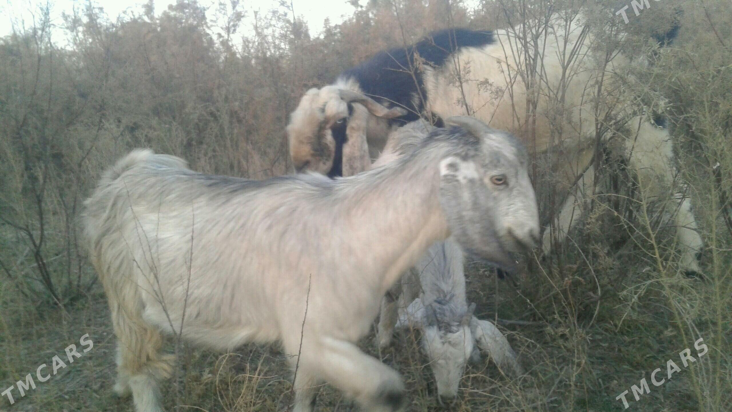 Пакистан метис овлак - Kerki - img 5