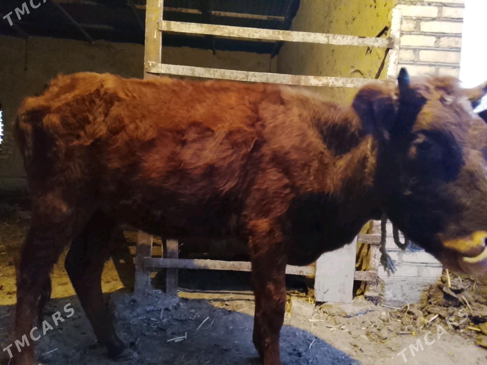 Gulajyn - Wekilbazar - img 2