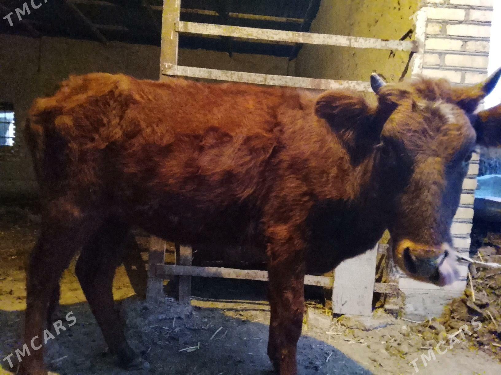 Gulajyn - Wekilbazar - img 1