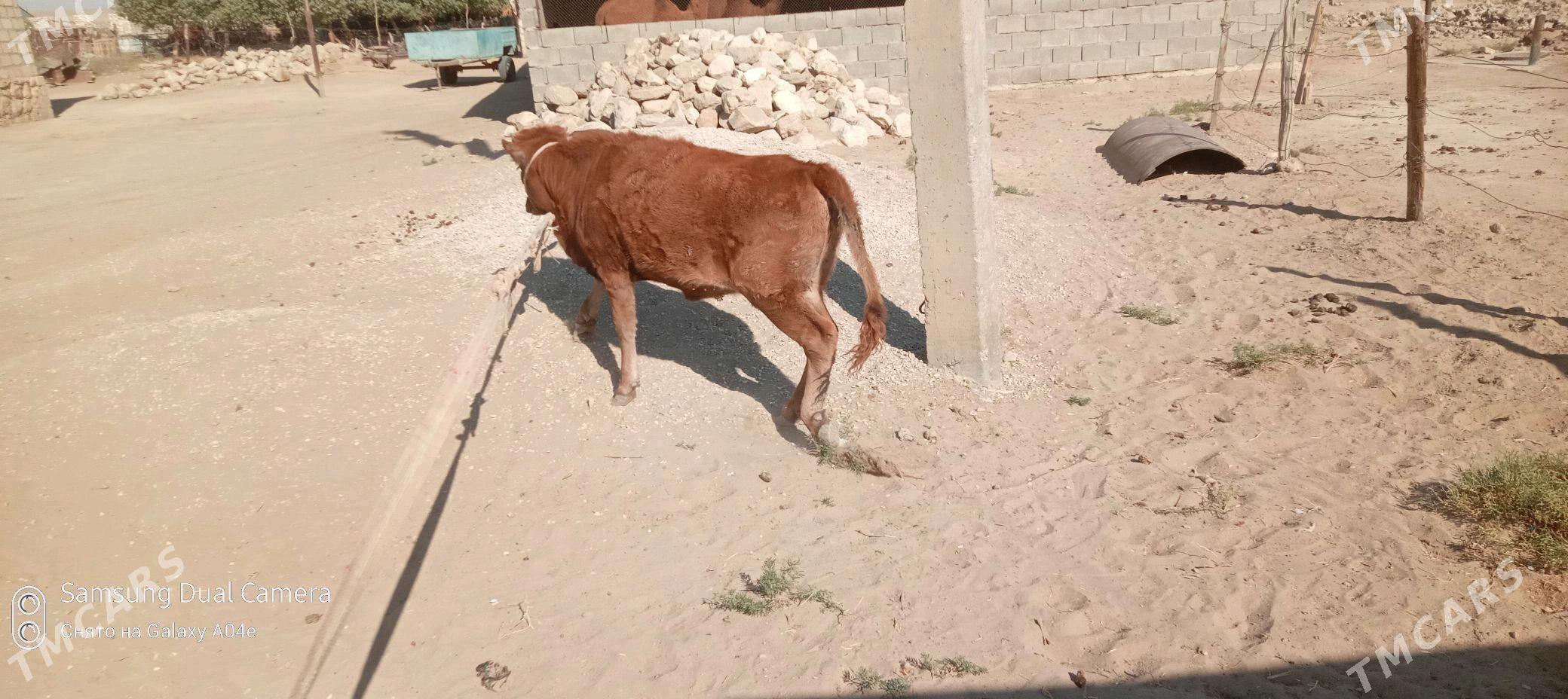 Gole - Bereket - img 1