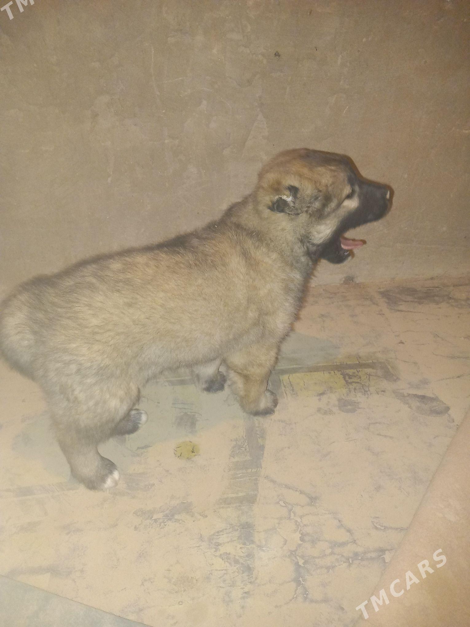 Aźdar - Фарап - img 1