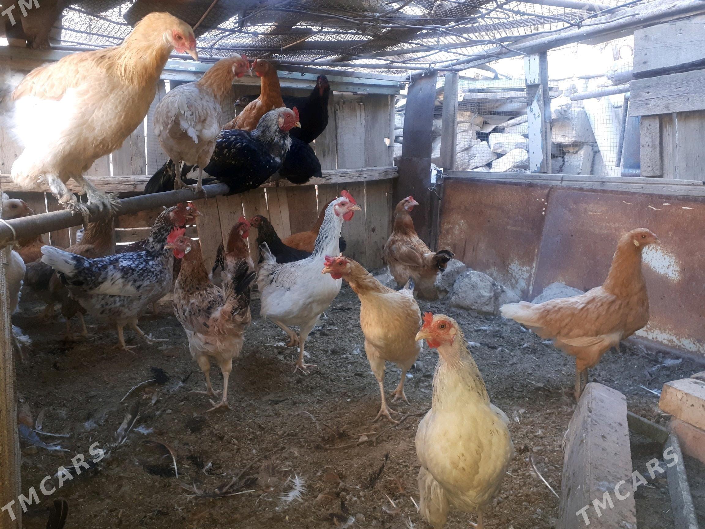 Towuk - Gumdag - img 1