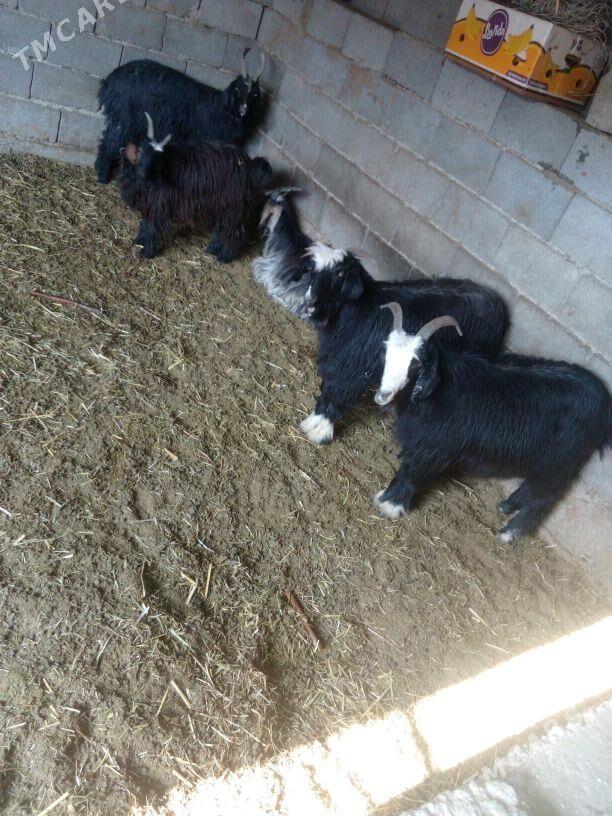 GEÇI - Bäherden - img 5