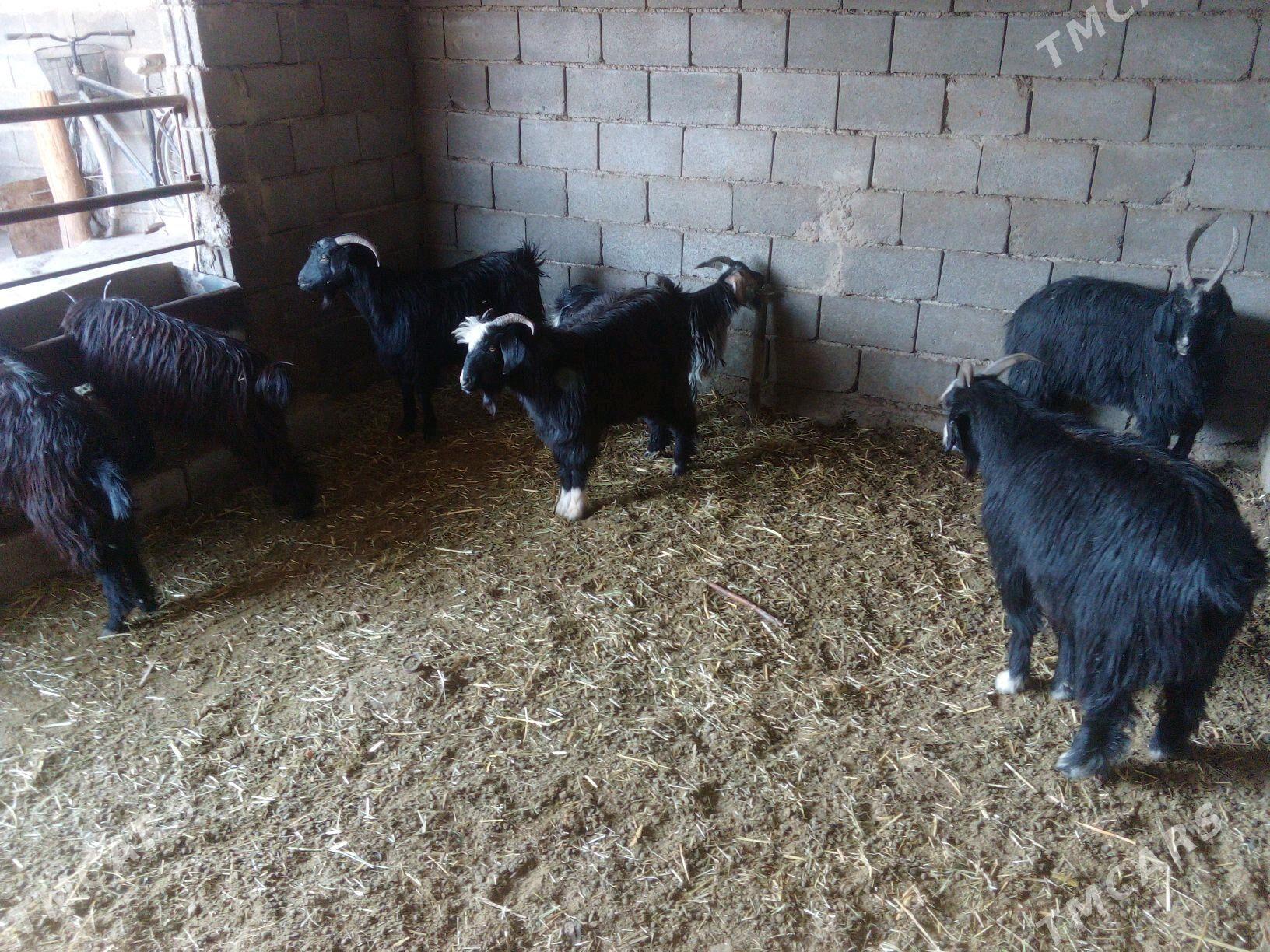 GEÇI - Bäherden - img 3