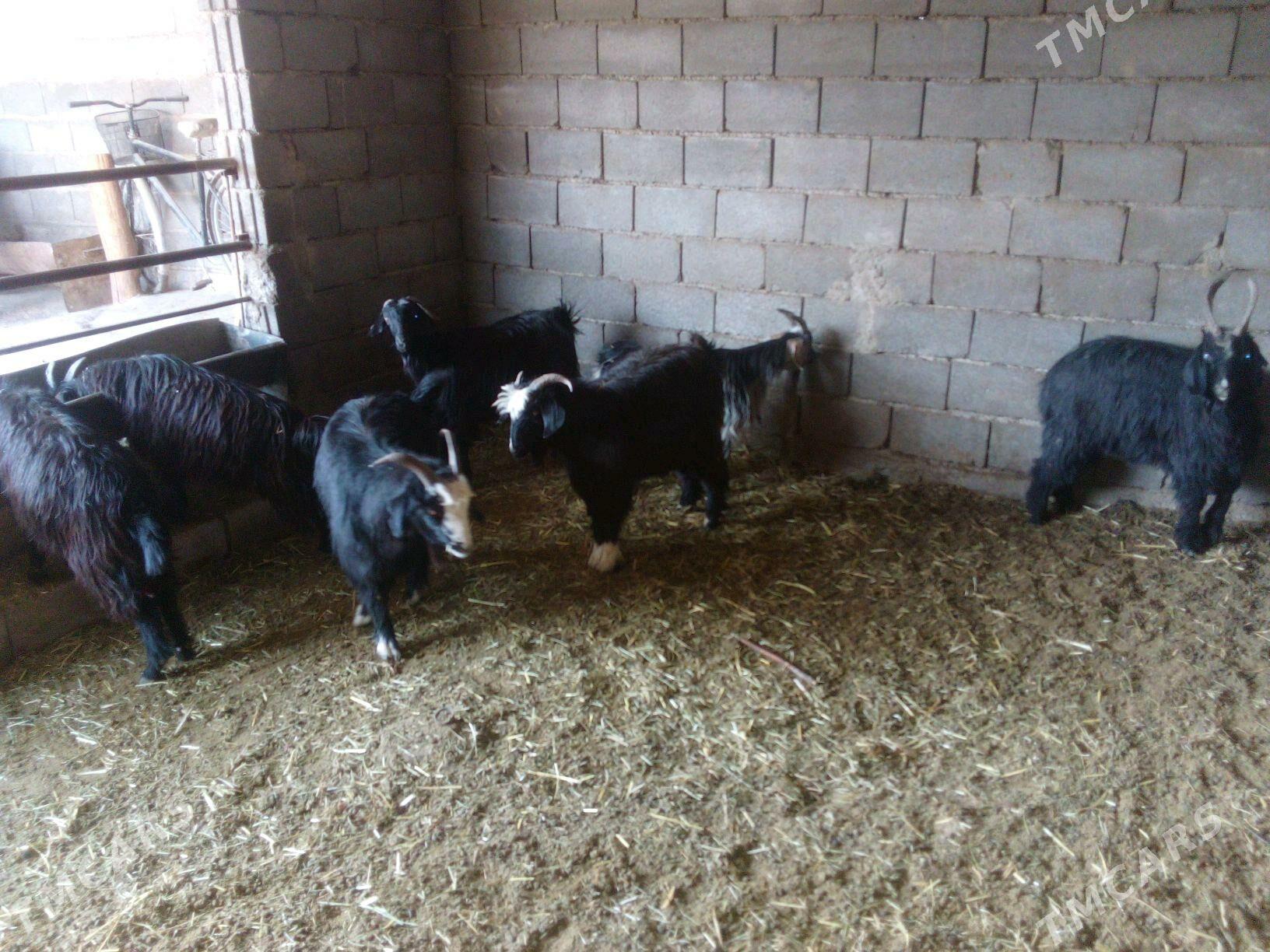 GEÇI - Bäherden - img 2