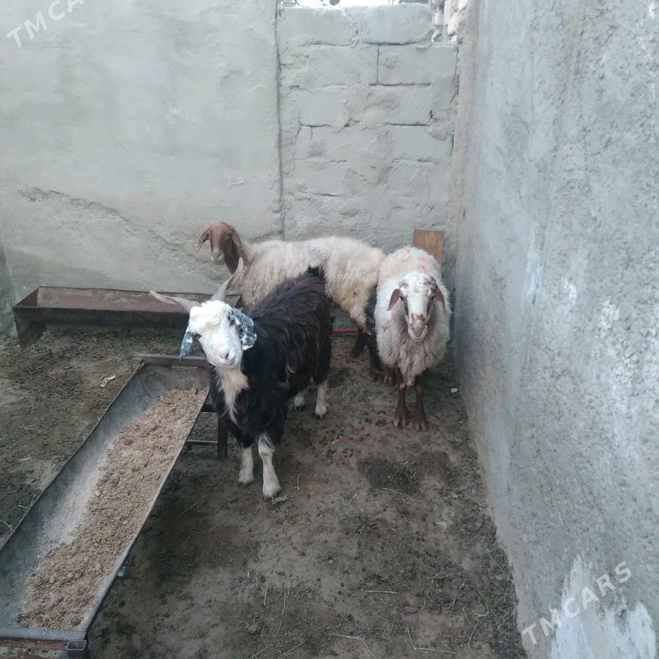 Goyun - Туркменбаши - img 1