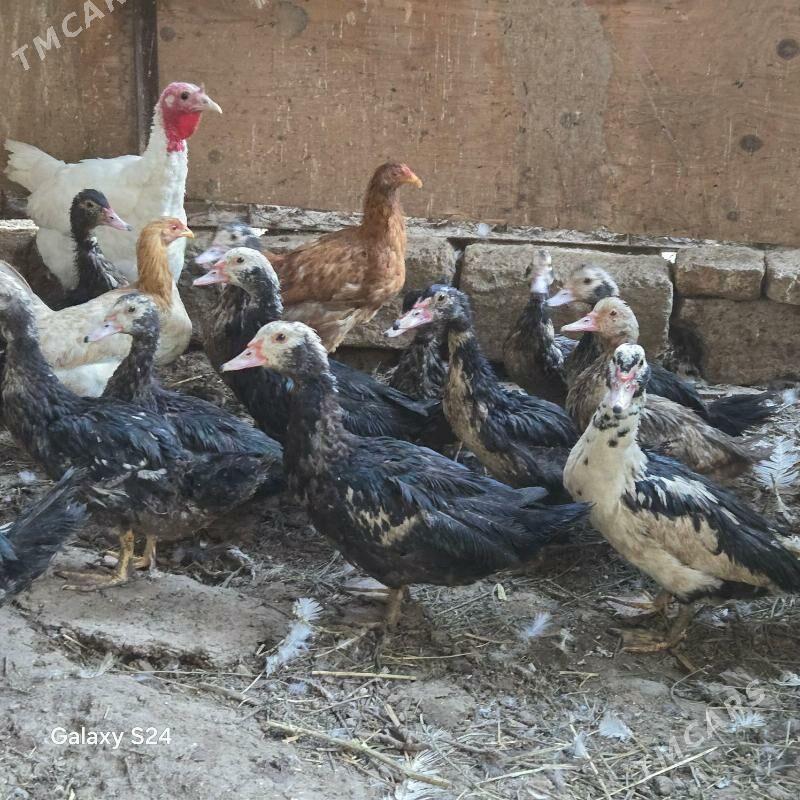 indautga - Ашхабад - img 2