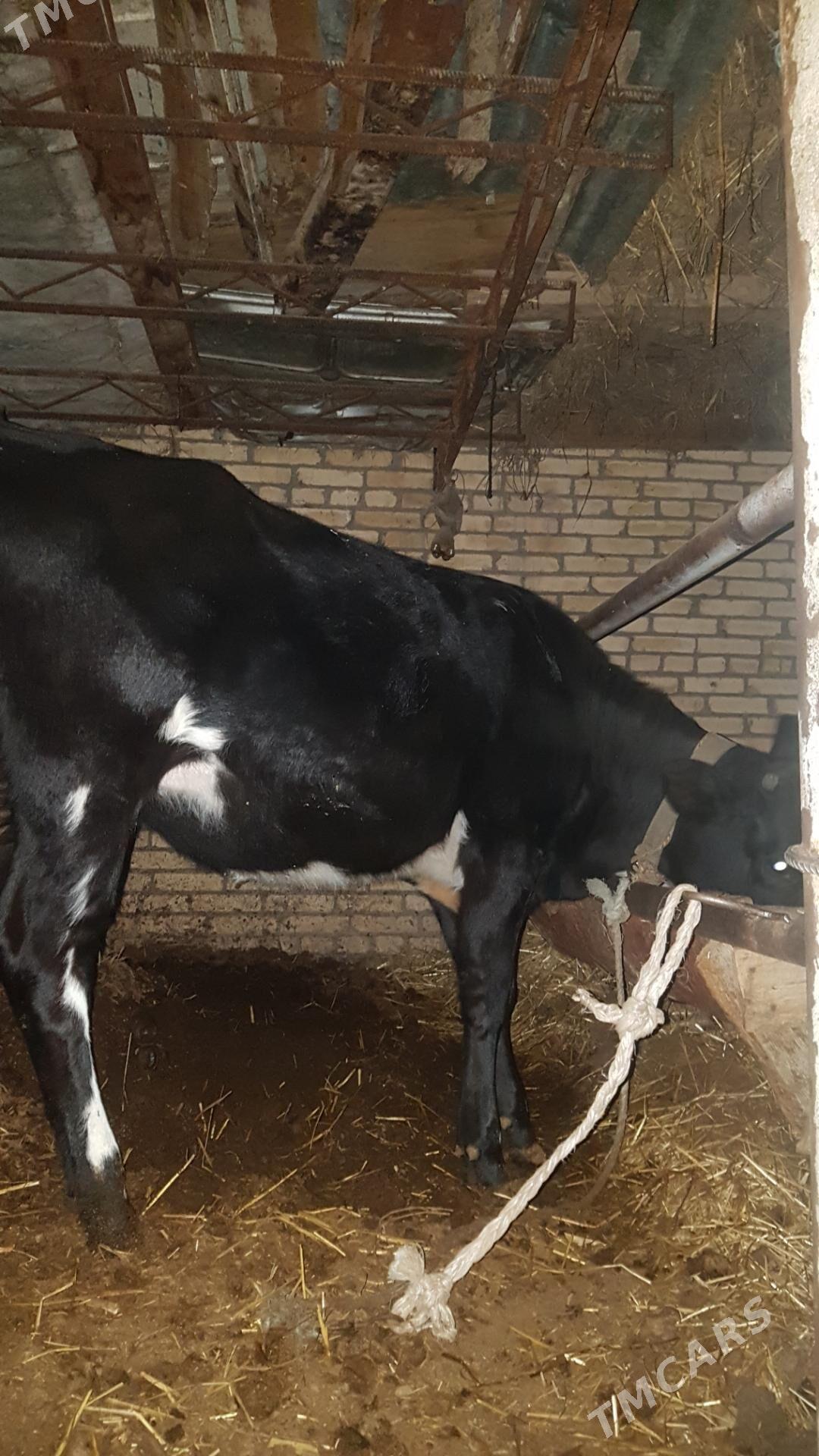 Tohum gunajyn - Чарджоу - img 1