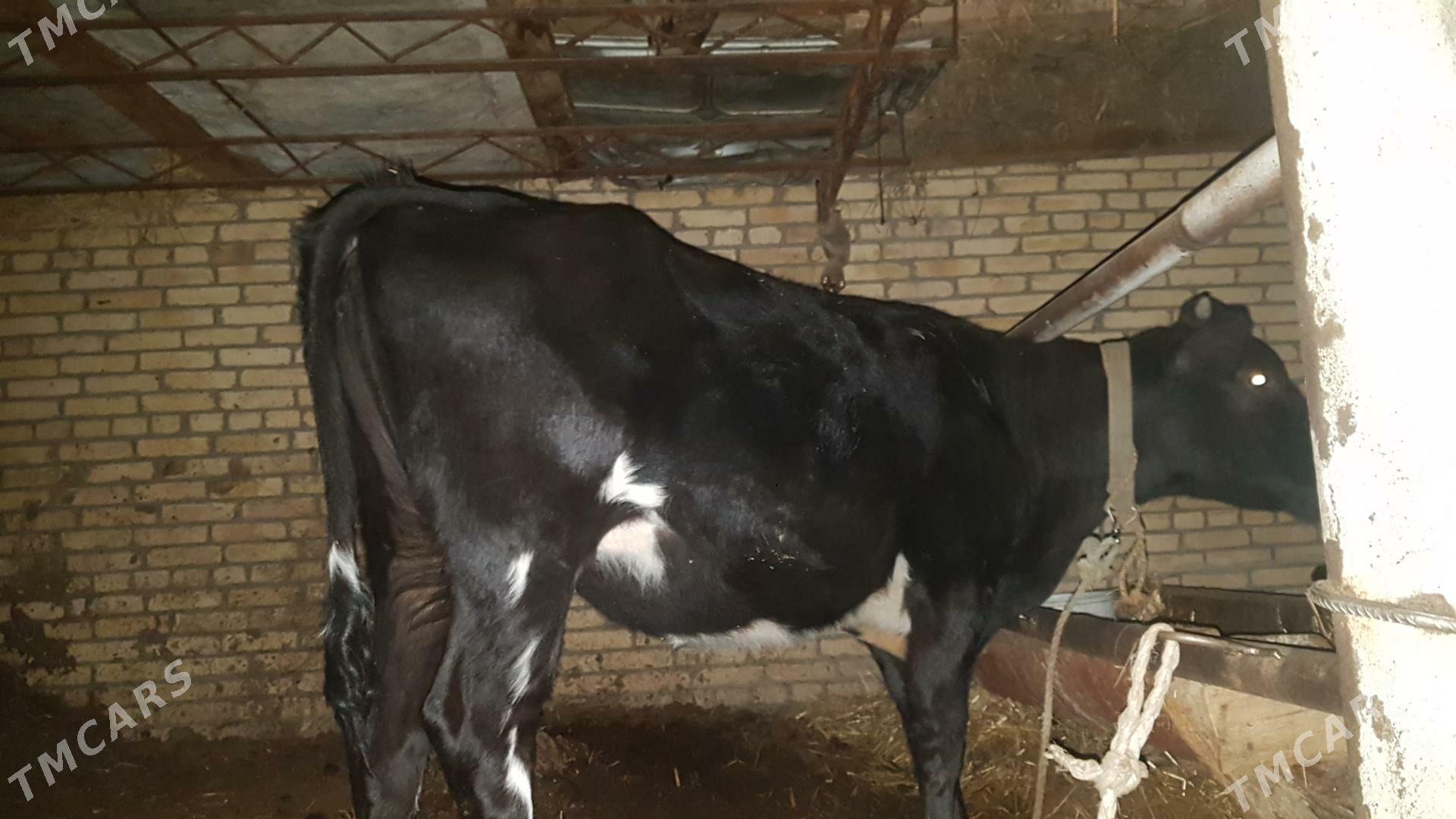 Tohum gunajyn - Чарджоу - img 8