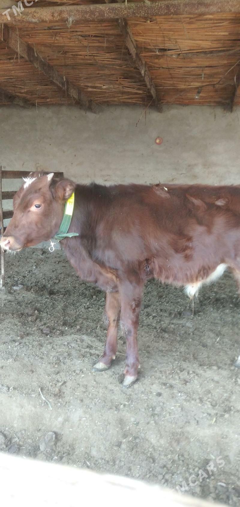 Öküz - Çärjew - img 1