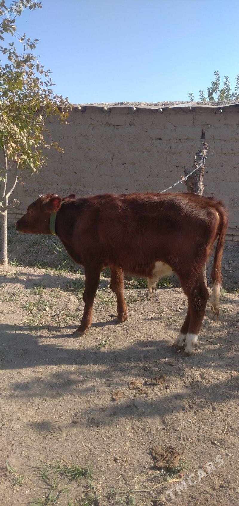 Öküz - Çärjew - img 3