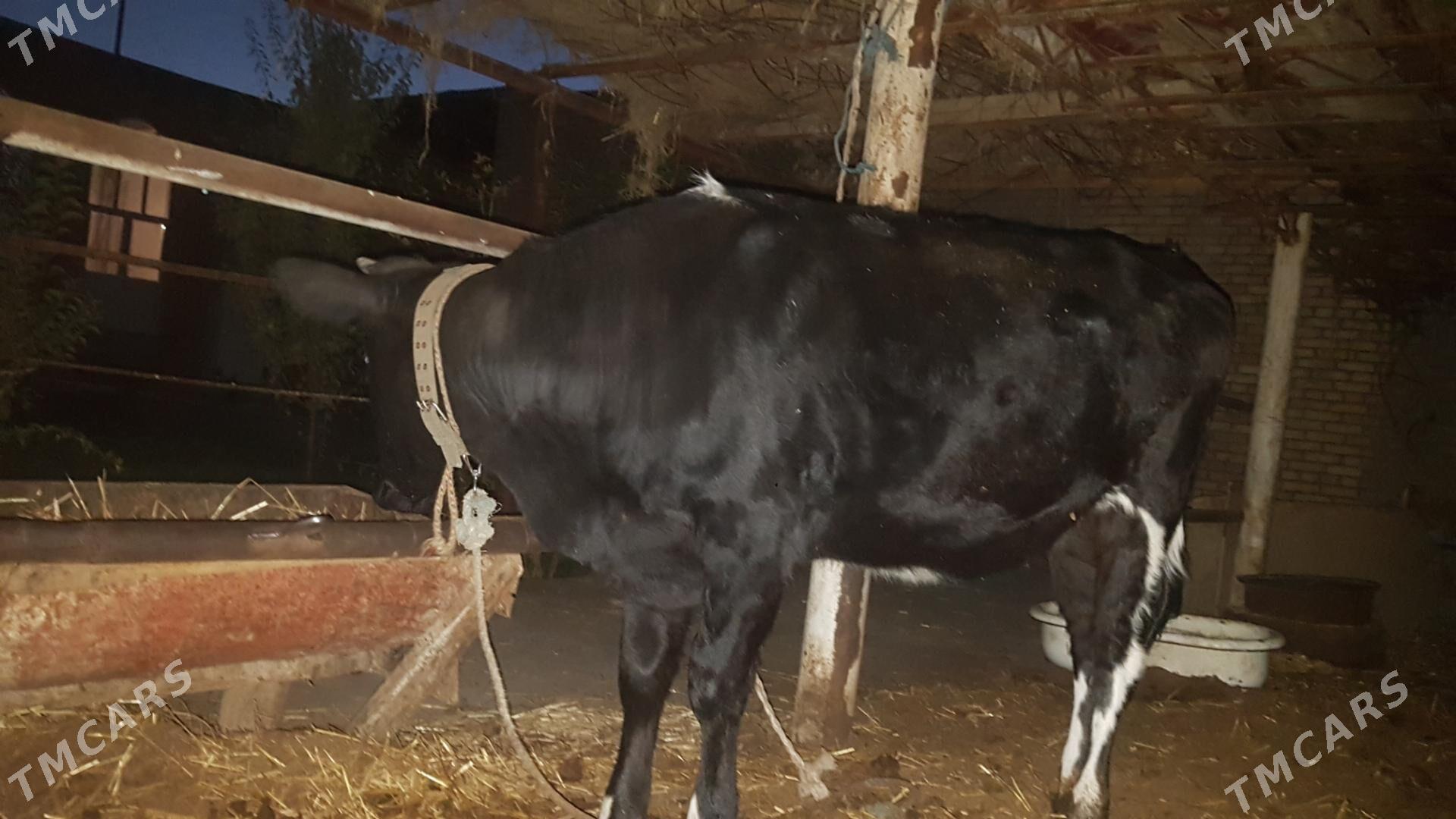 Tohum gunajyn - Чарджоу - img 7