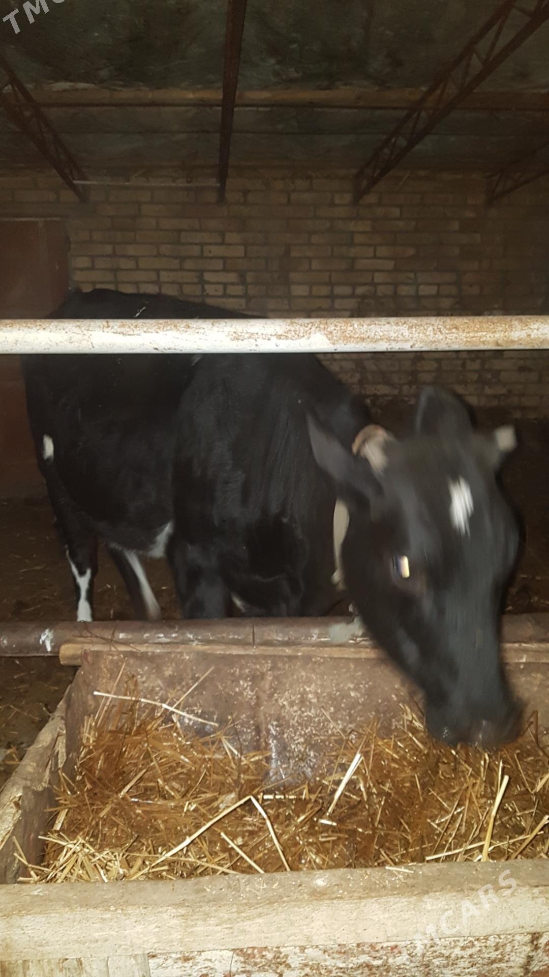 Tohum gunajyn - Чарджоу - img 2