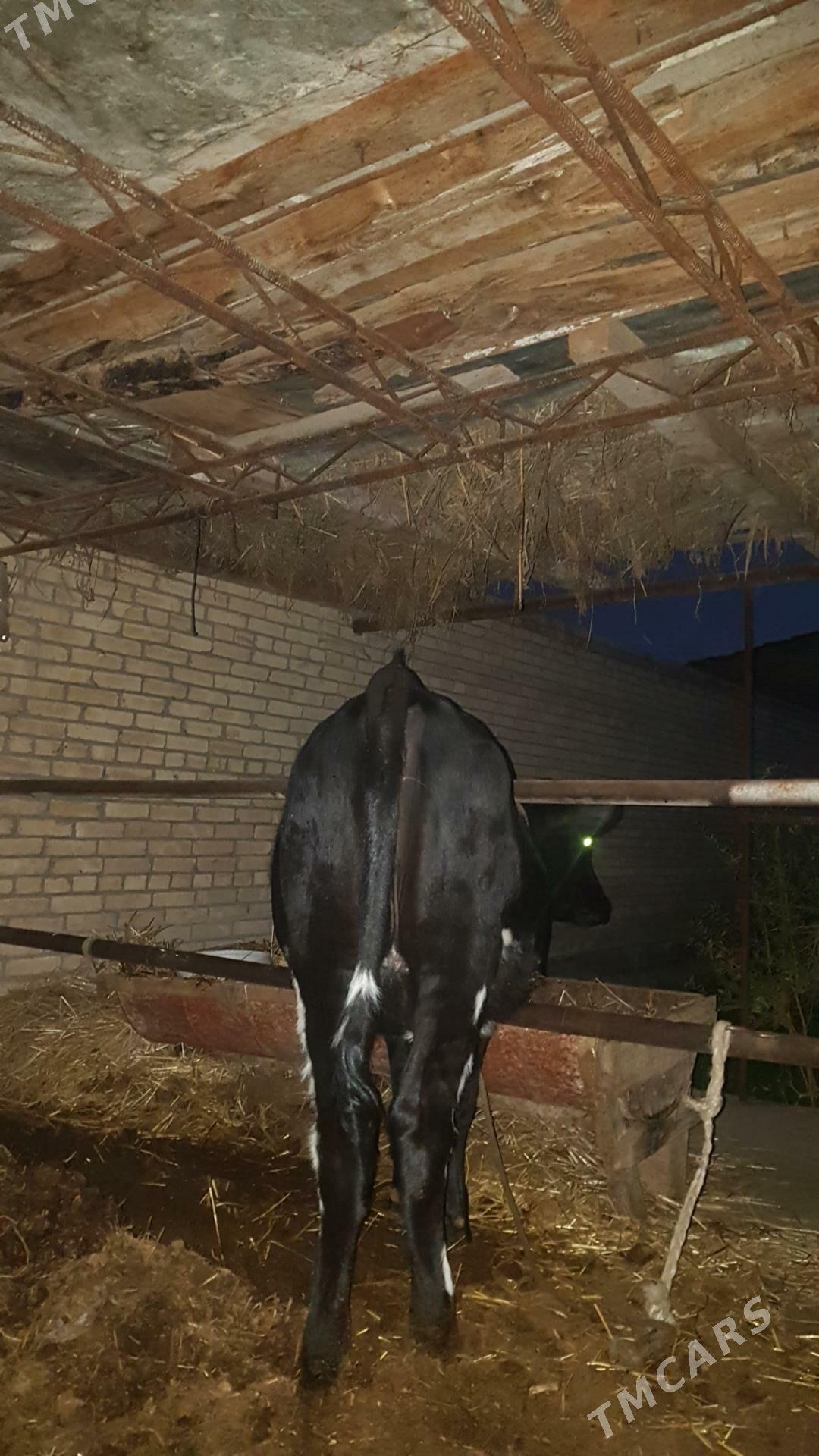 Tohum gunajyn - Чарджоу - img 6