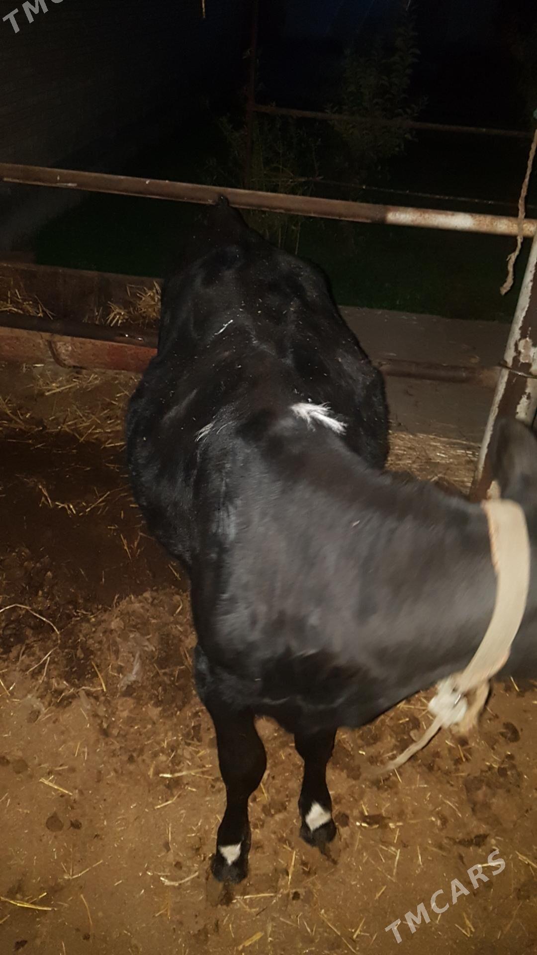 Tohum gunajyn - Чарджоу - img 9