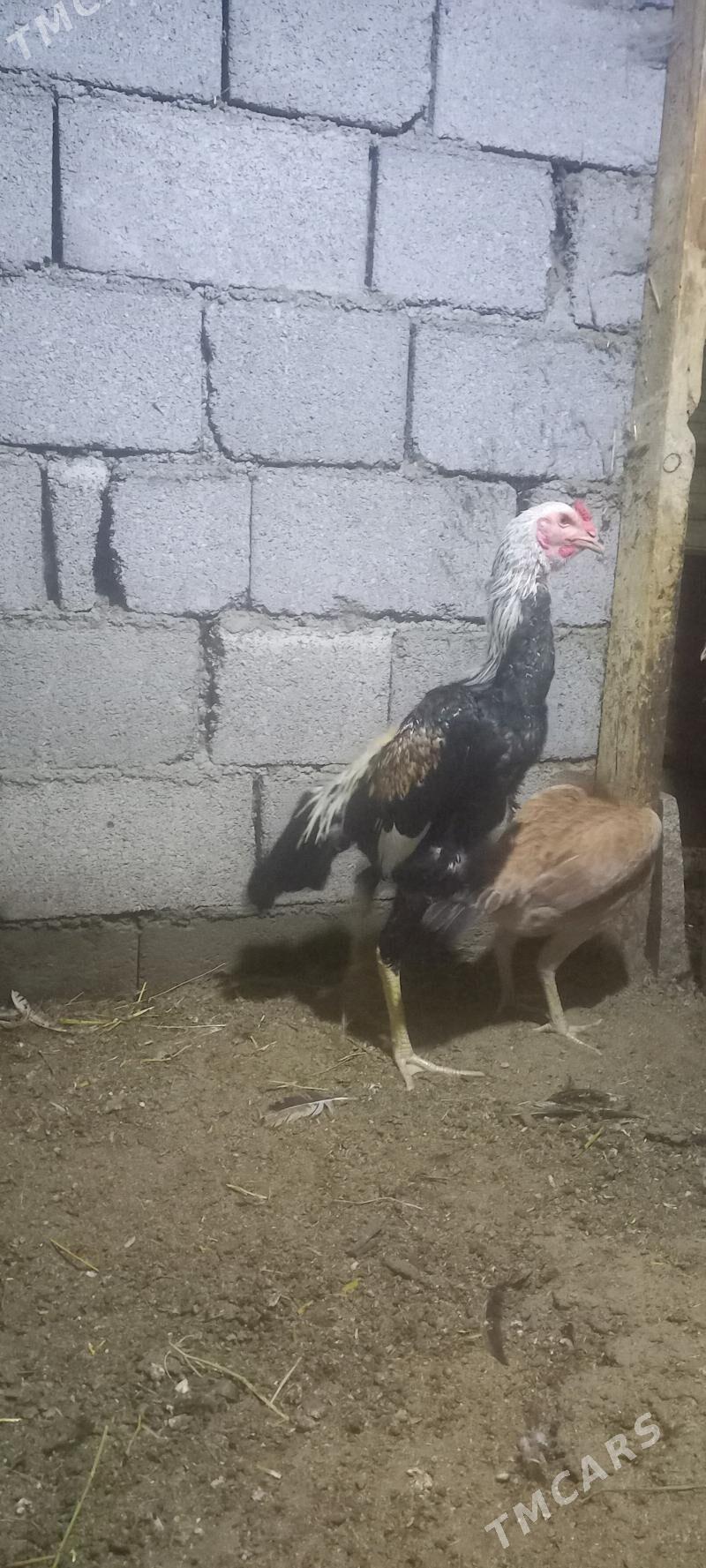 taskent - Ашхабад - img 4