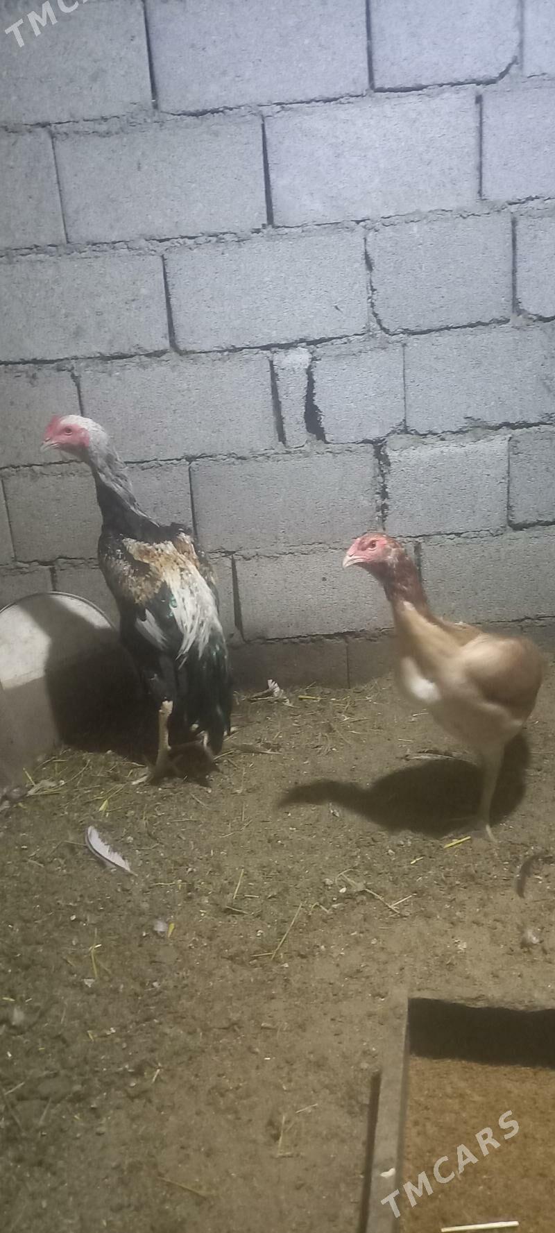 taskent - Ашхабад - img 1