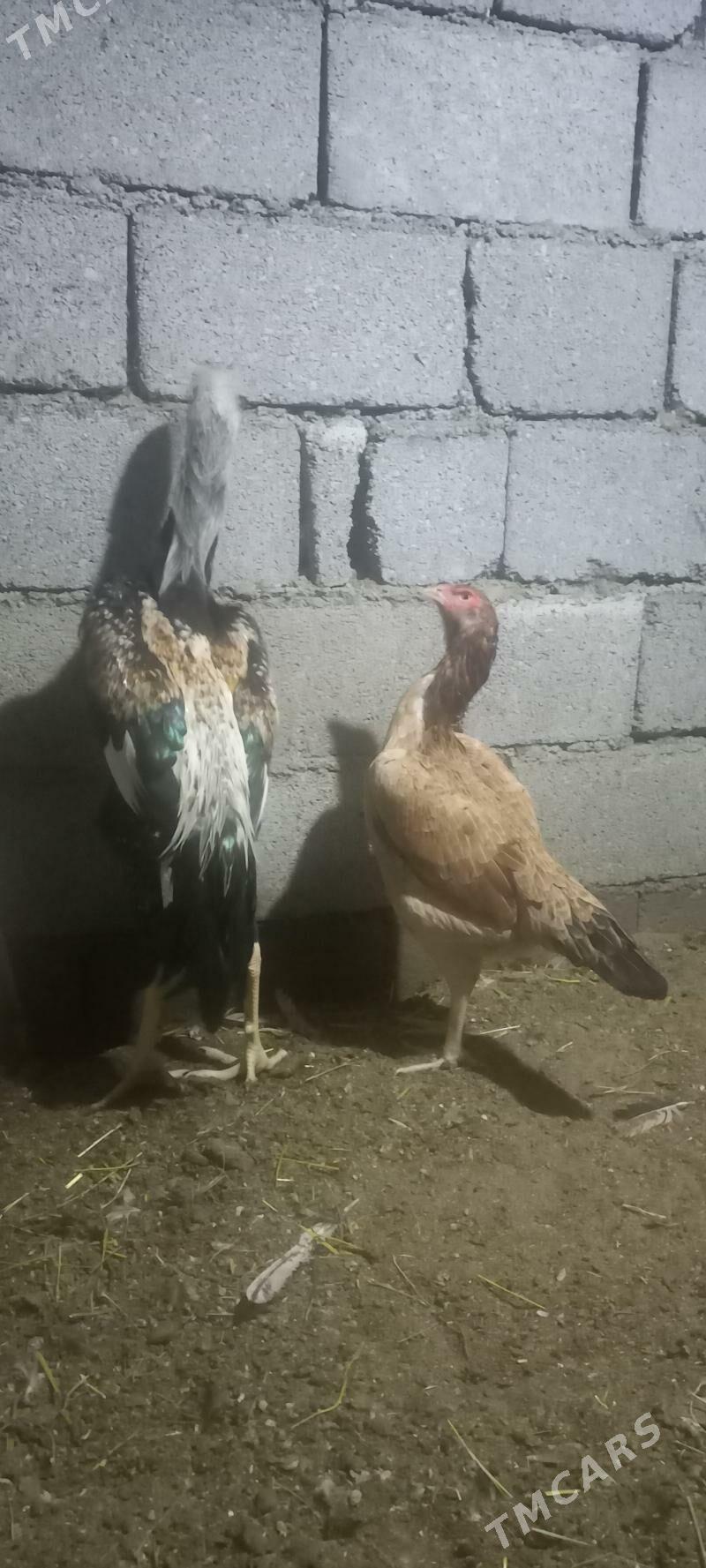 taskent - Ашхабад - img 3