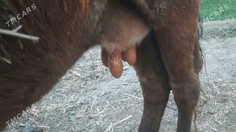 Saglyk sygyr - Чарджоу - img 2